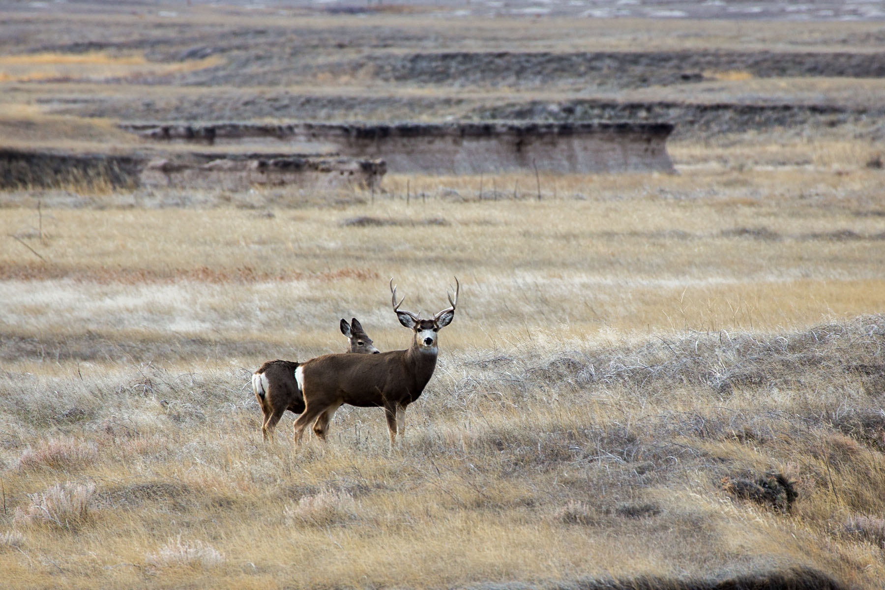 Deer, Badlands National Park, South Dakota.  Click for next photo.