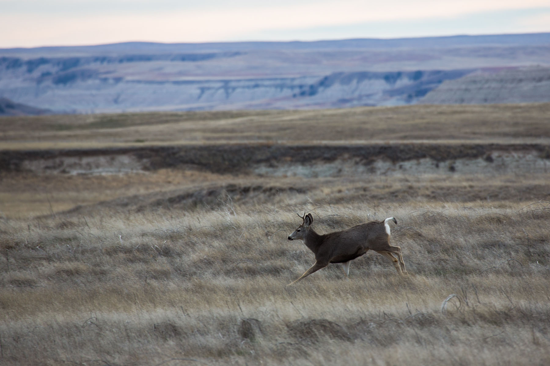 Deer, Badlands National Park, South Dakota.  Click for next photo.
