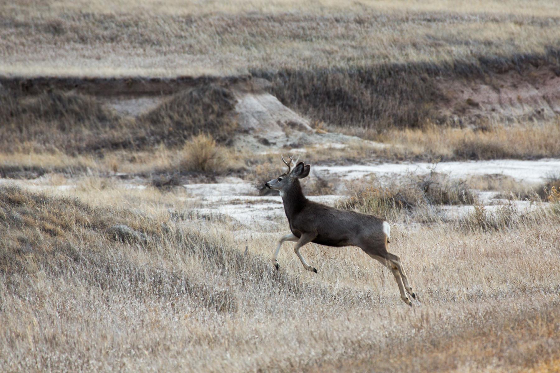 Deer, Badlands National Park, South Dakota.  Click for next photo.