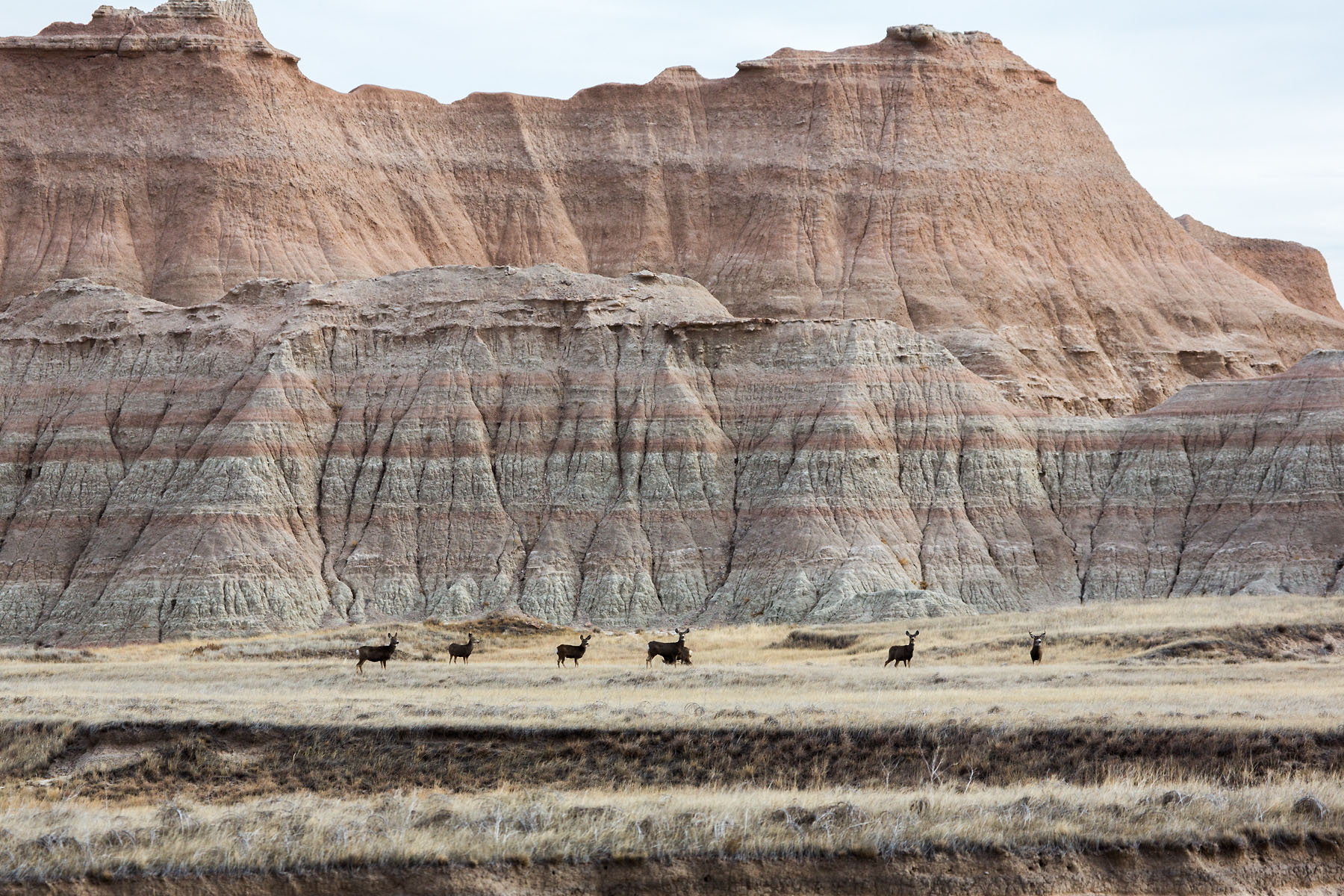 Deer, Badlands National Park, South Dakota.  Click for next photo.