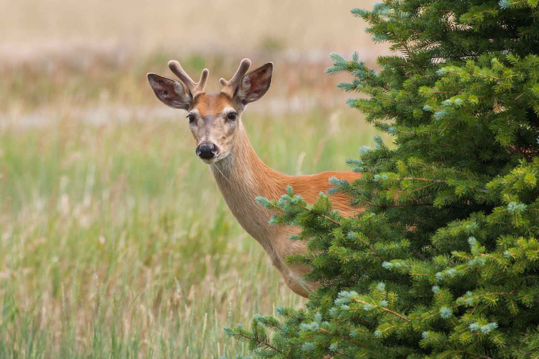 Deer, Red Lodge, MT.  Click for next photo.