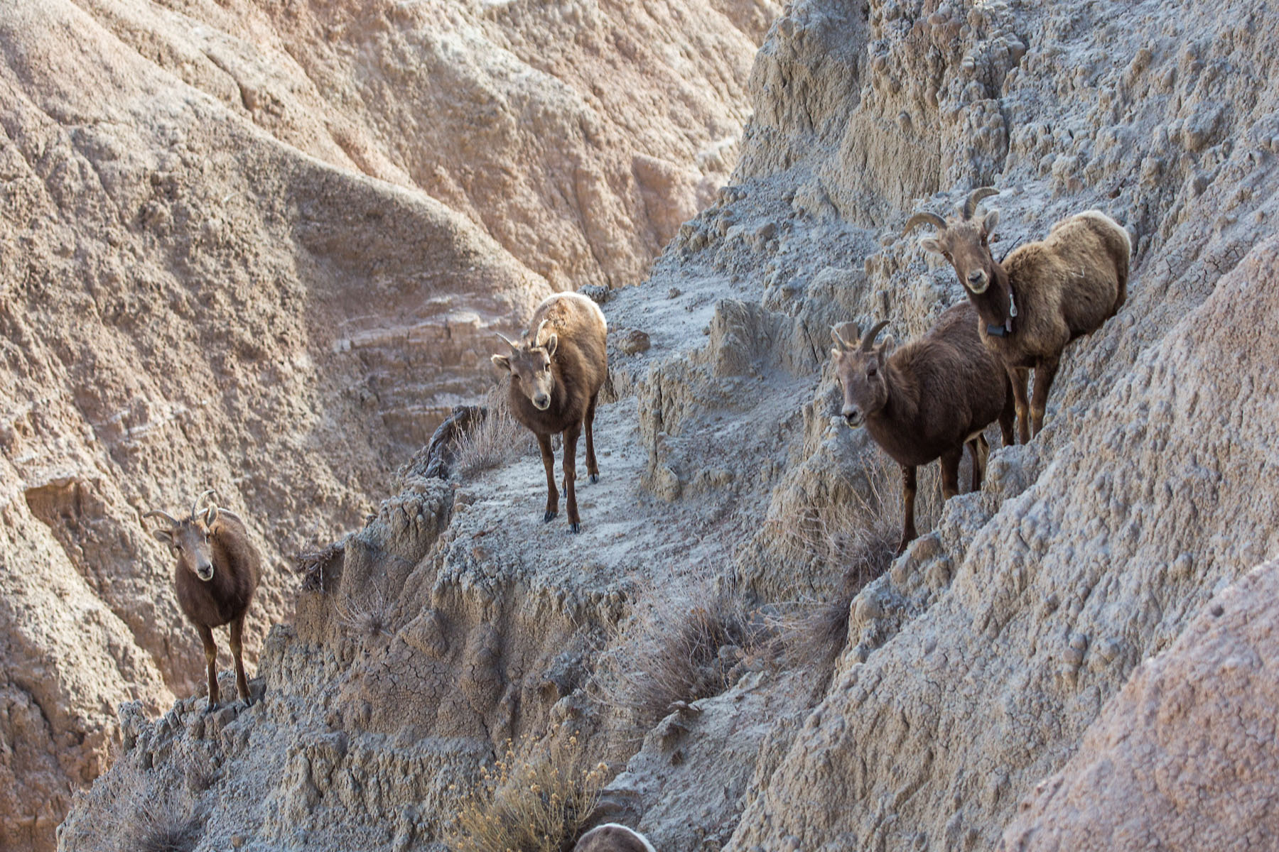 Bighorn ewes, Badlands National Park, South Dakota.  Click for next photo.