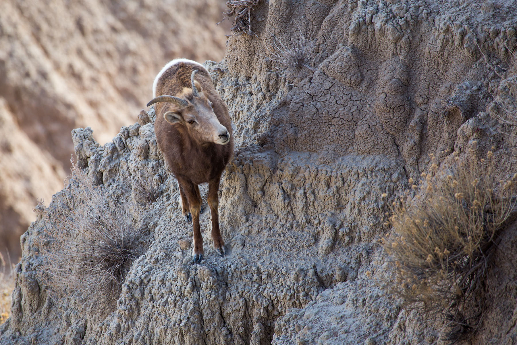 Bighorn ewes, Badlands National Park, South Dakota.  Click for next photo.