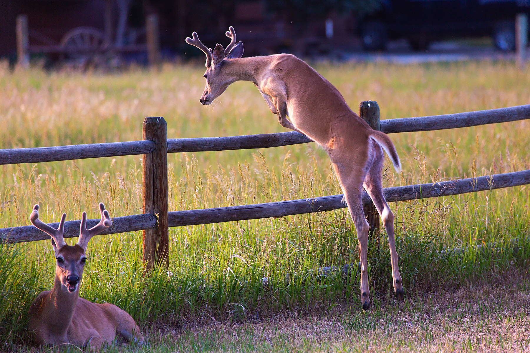 Deer, Red Lodge, MT.  Click for next photo.