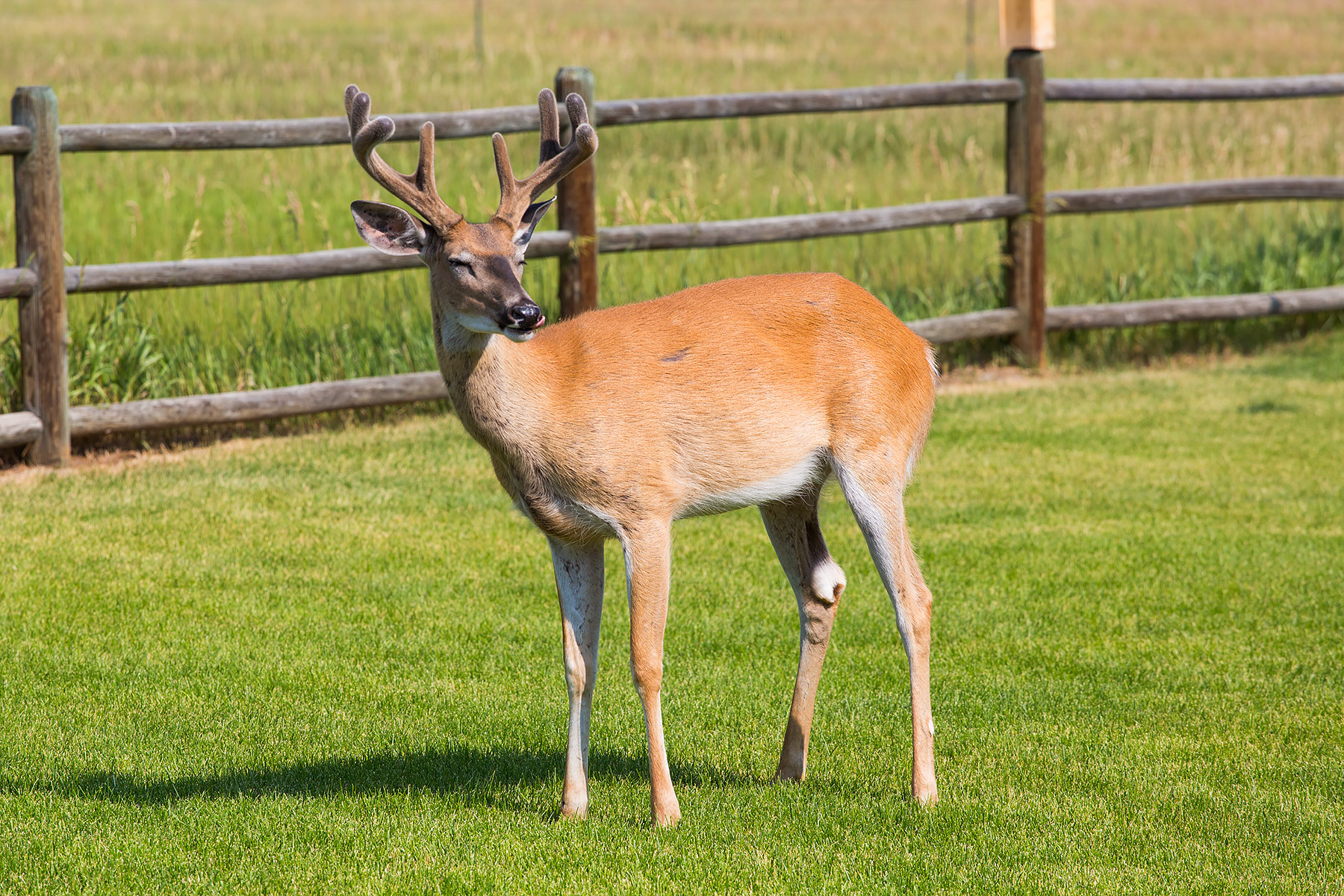 Deer, Red Lodge, MT.  Click for next photo.