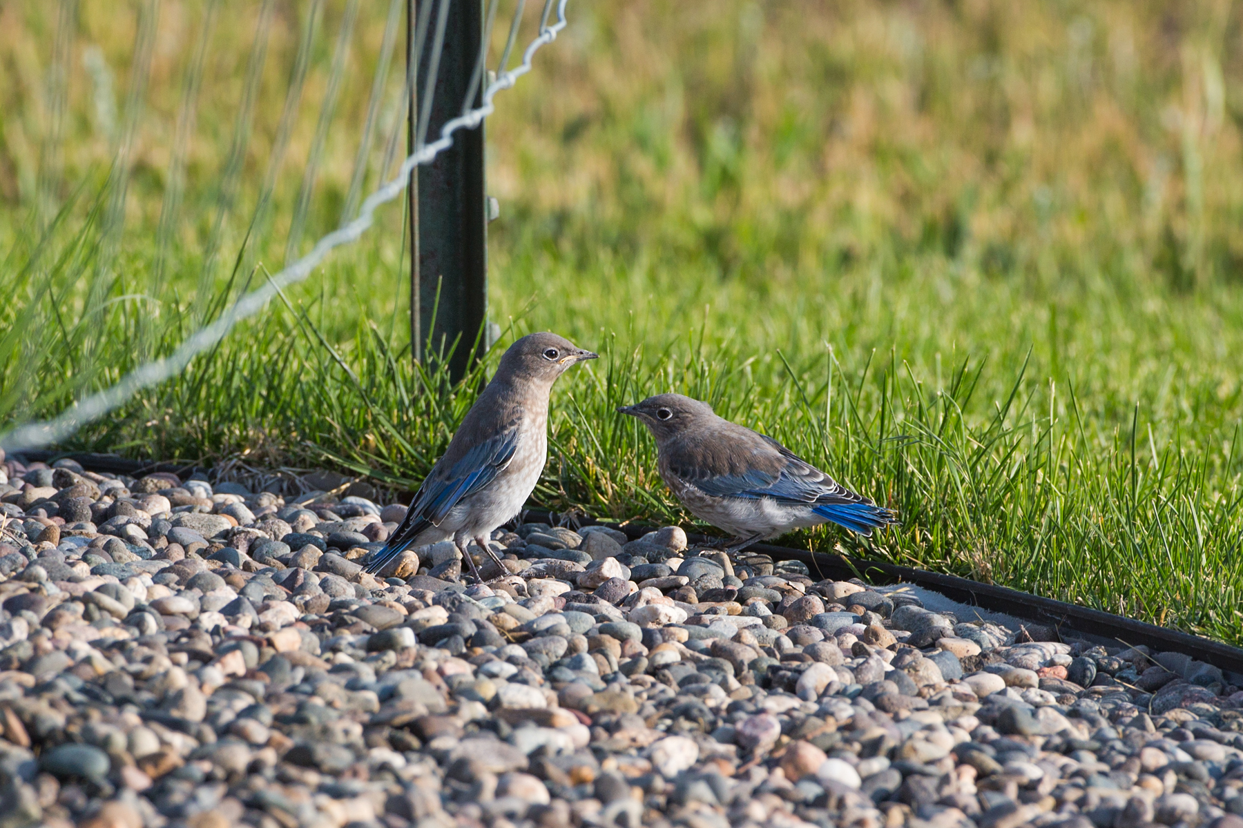 Mountain Bluebird fledglings, Red Lodge, MT.  Click for next photo.