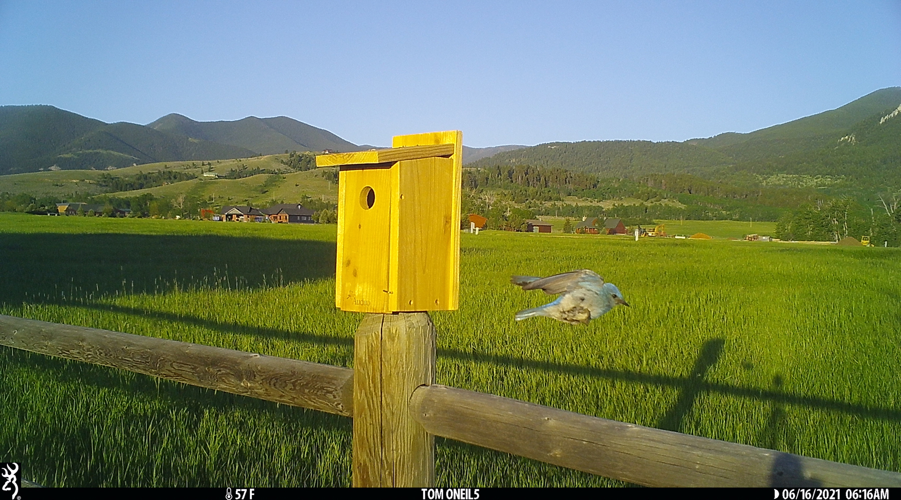 Bluebird, Red Lodge, Montana.  Trailcam.  Click for next photo.
