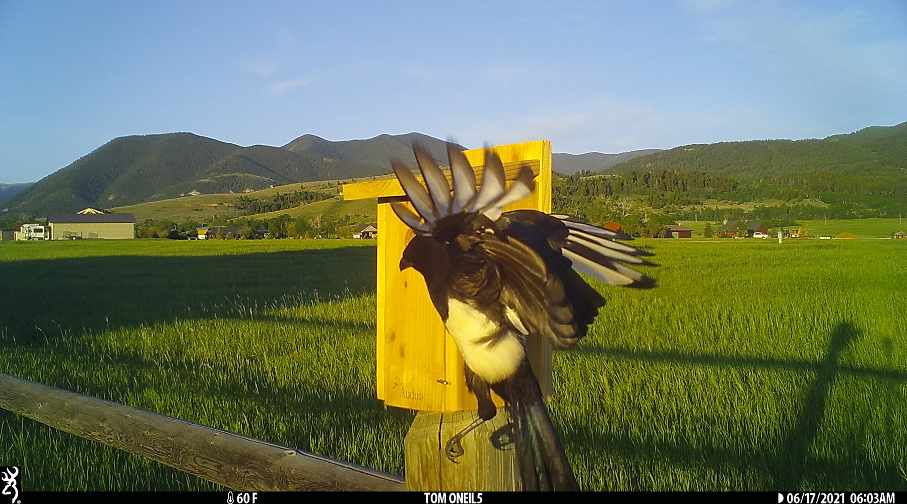 Magpie checking out bluebird box, Red Lodge, Montana.  Trailcam.  Click for next photo.