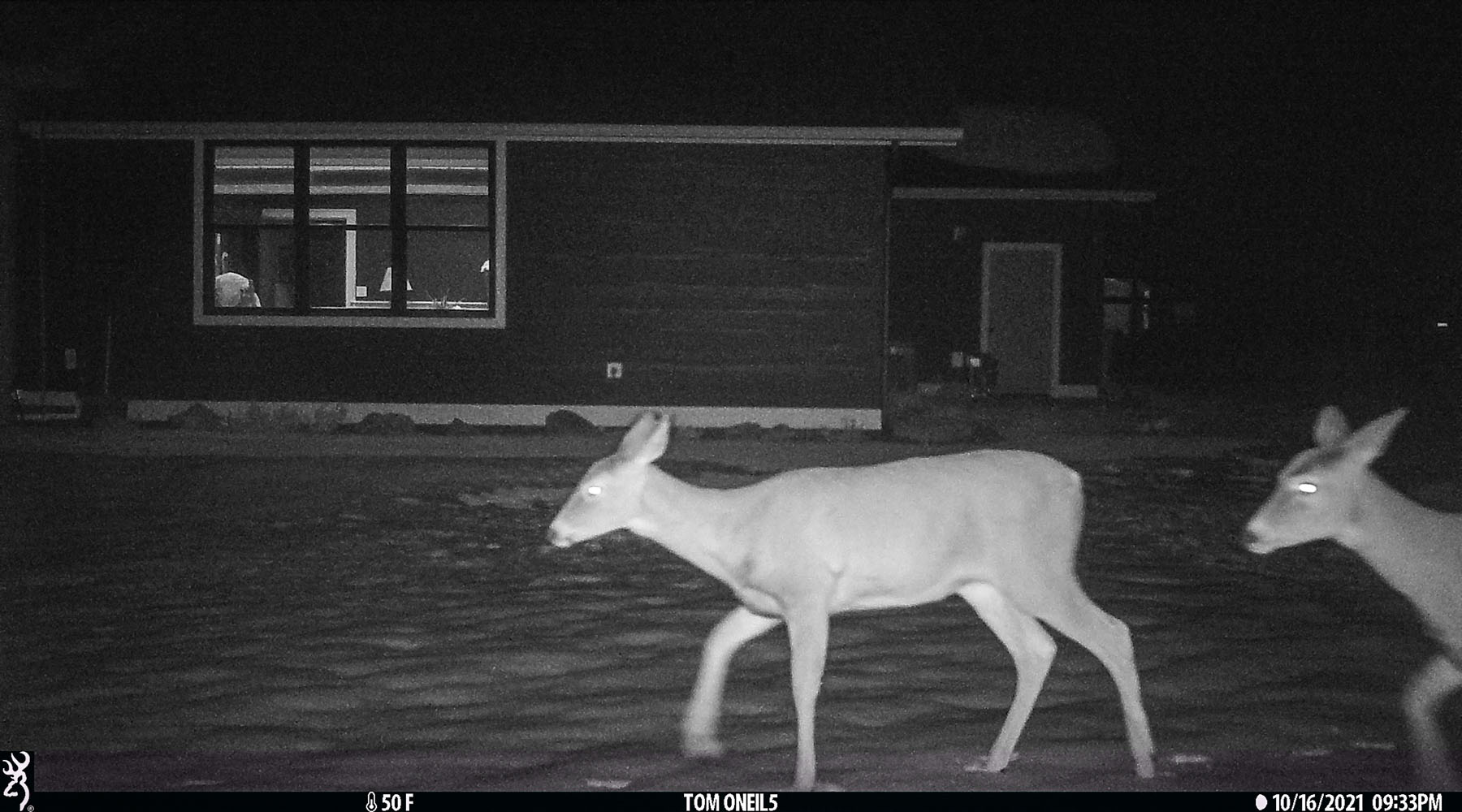 Deer on trailcam, Red Lodge, MT.  Click for next photo.