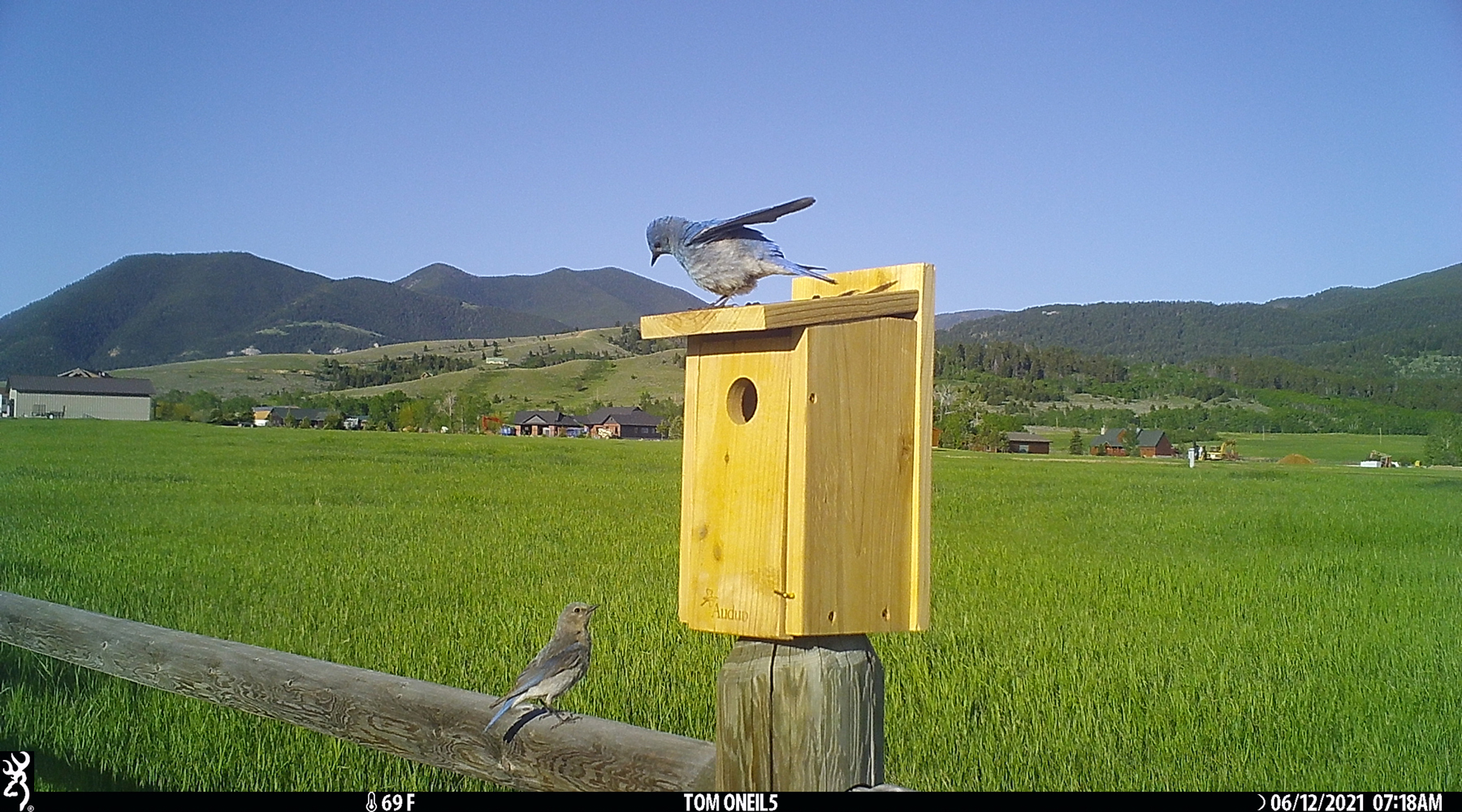 Bluebirds, Red Lodge, Montana.  Trailcam.  Click for next photo.
