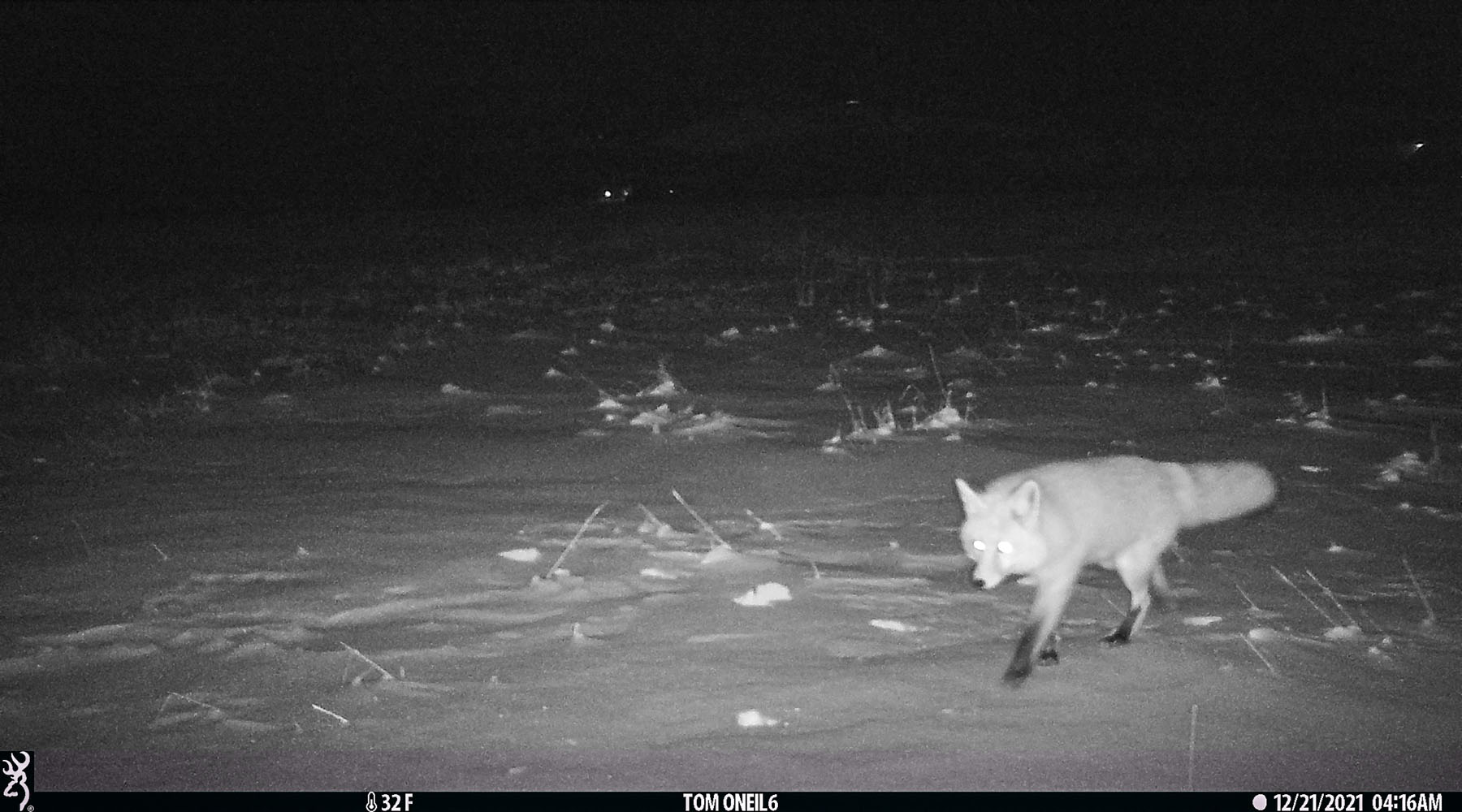 Fox, Red Lodge, MT.  Click for next photo.