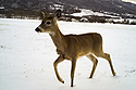 Deer, Red Lodge, Montana, April 2021.  Trailcam.