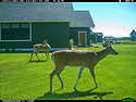 Deer on trailcam, Red Lodge, MT, 2021.