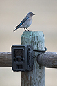 Bluebird shown with Reconyx trailcam, Red Lodge, Montana, May 2021.