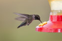 Hummingbird, Red Lodge, MT.