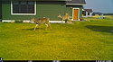 Deer on trailcam, Red Lodge, MT, 2021.