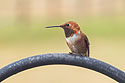 Hummingbird, Red Lodge, MT, 2021.