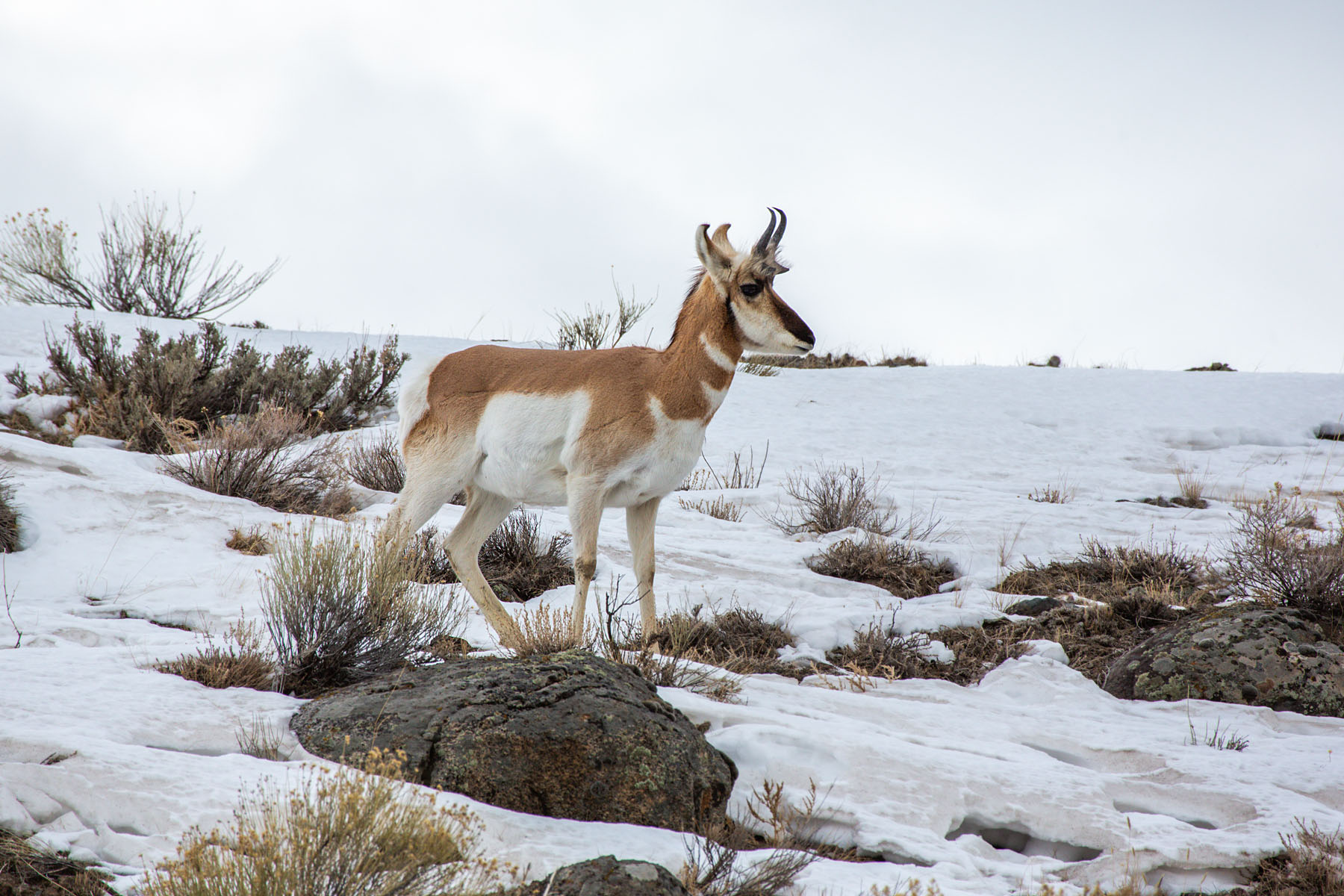 Pronghorn near the north entrance, Yellowstone.  Click for next photo.