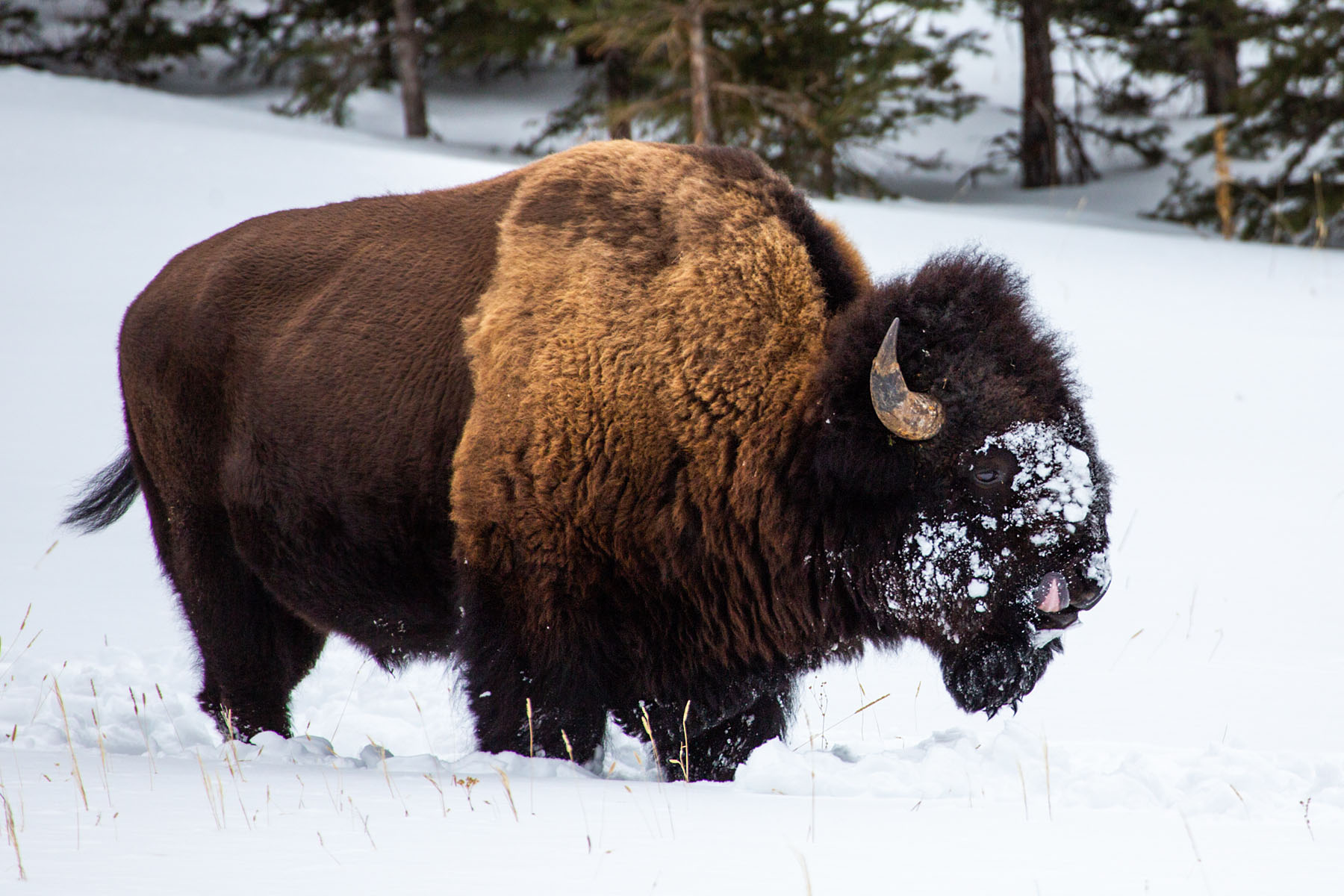 Bison, Yellowstone.  Click for next photo.