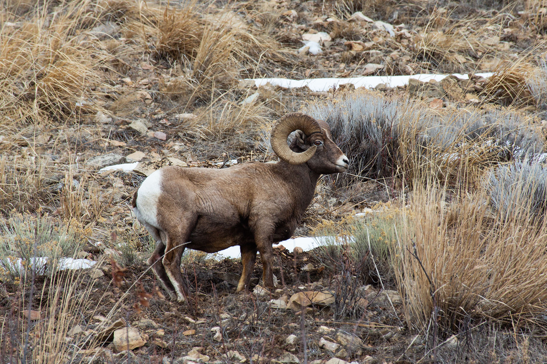 Bighorn sheep in the Lamar Valley, Yellowstone.  Click for next photo.