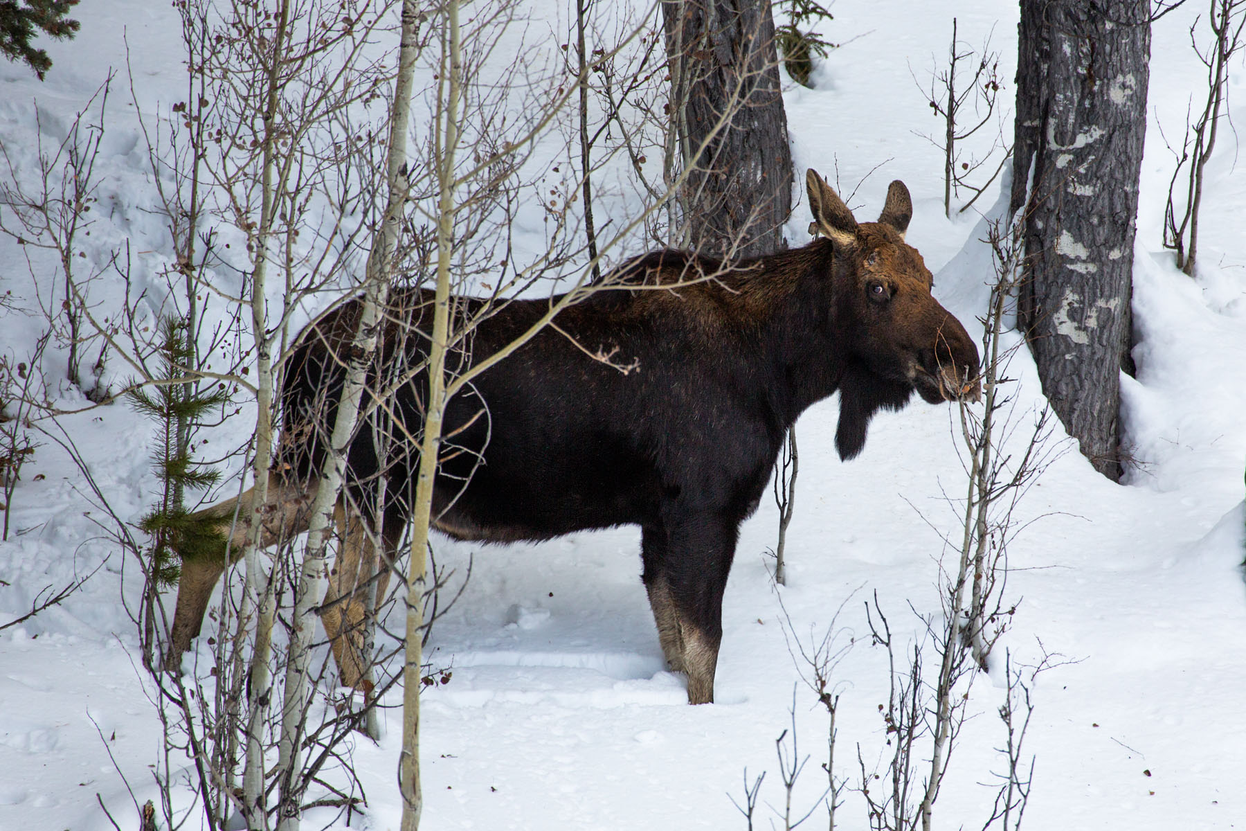 Moose, Yellowstone.  Click for next photo.