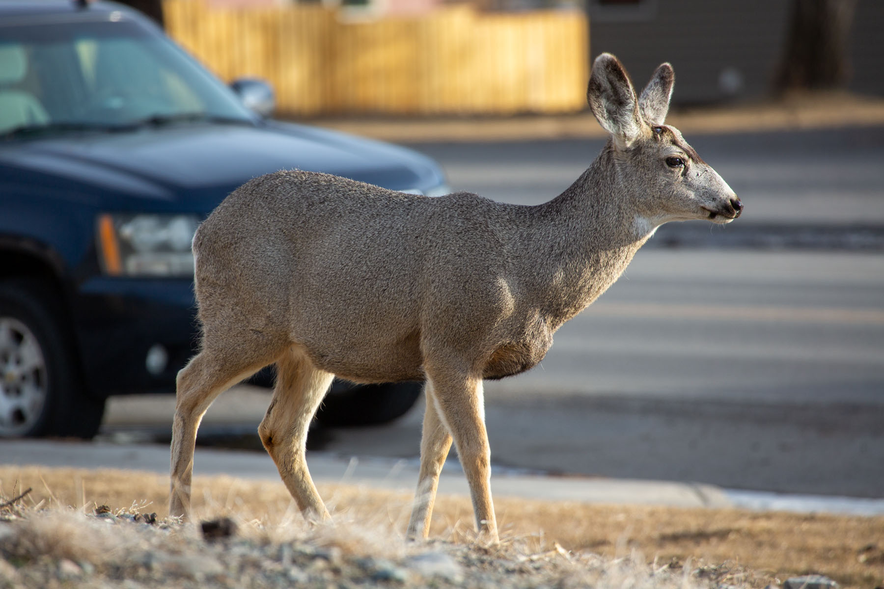 Mule deer dodging cars in Gardiner, MT.  Click for next photo.