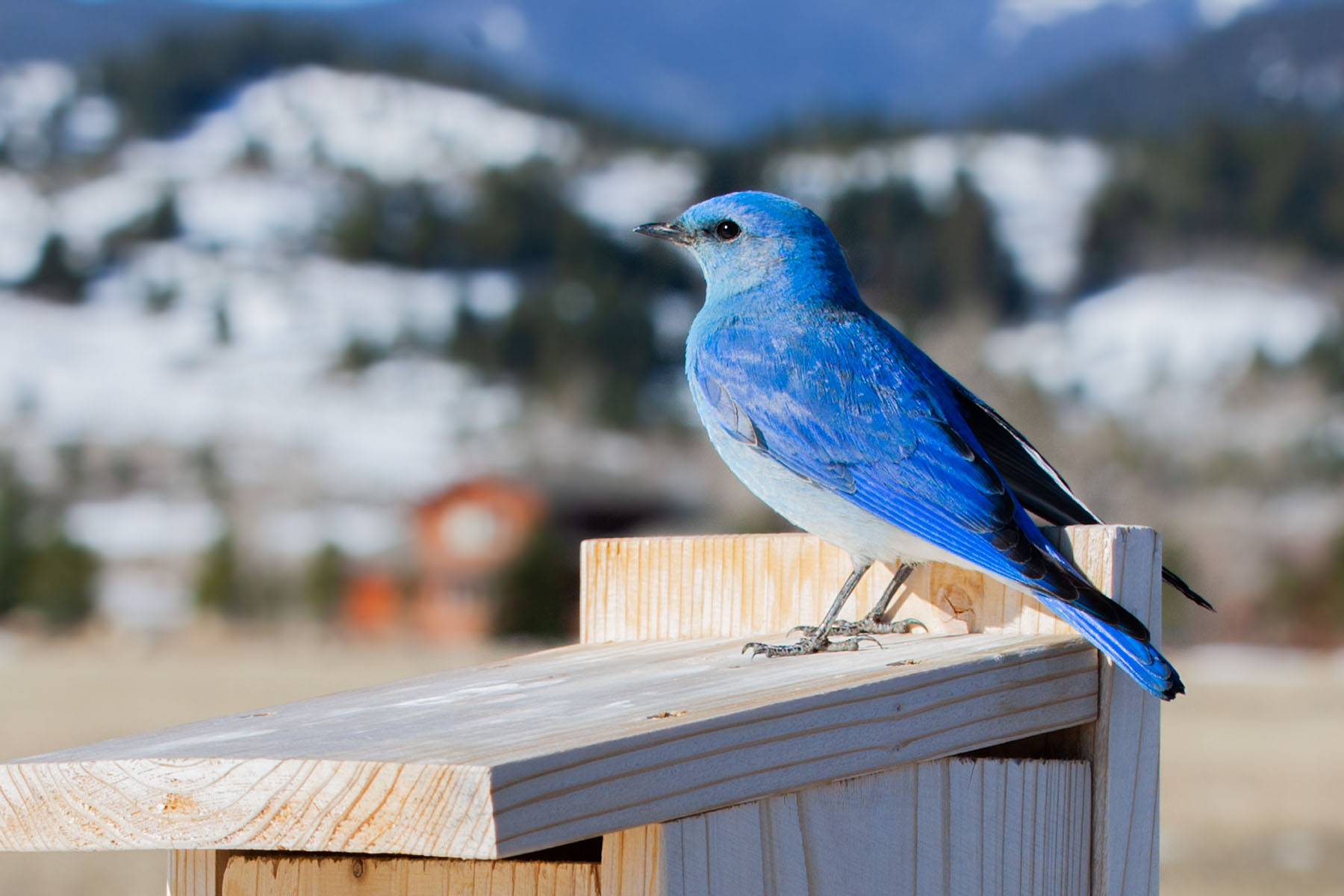 Male bluebird.  Click for next photo.