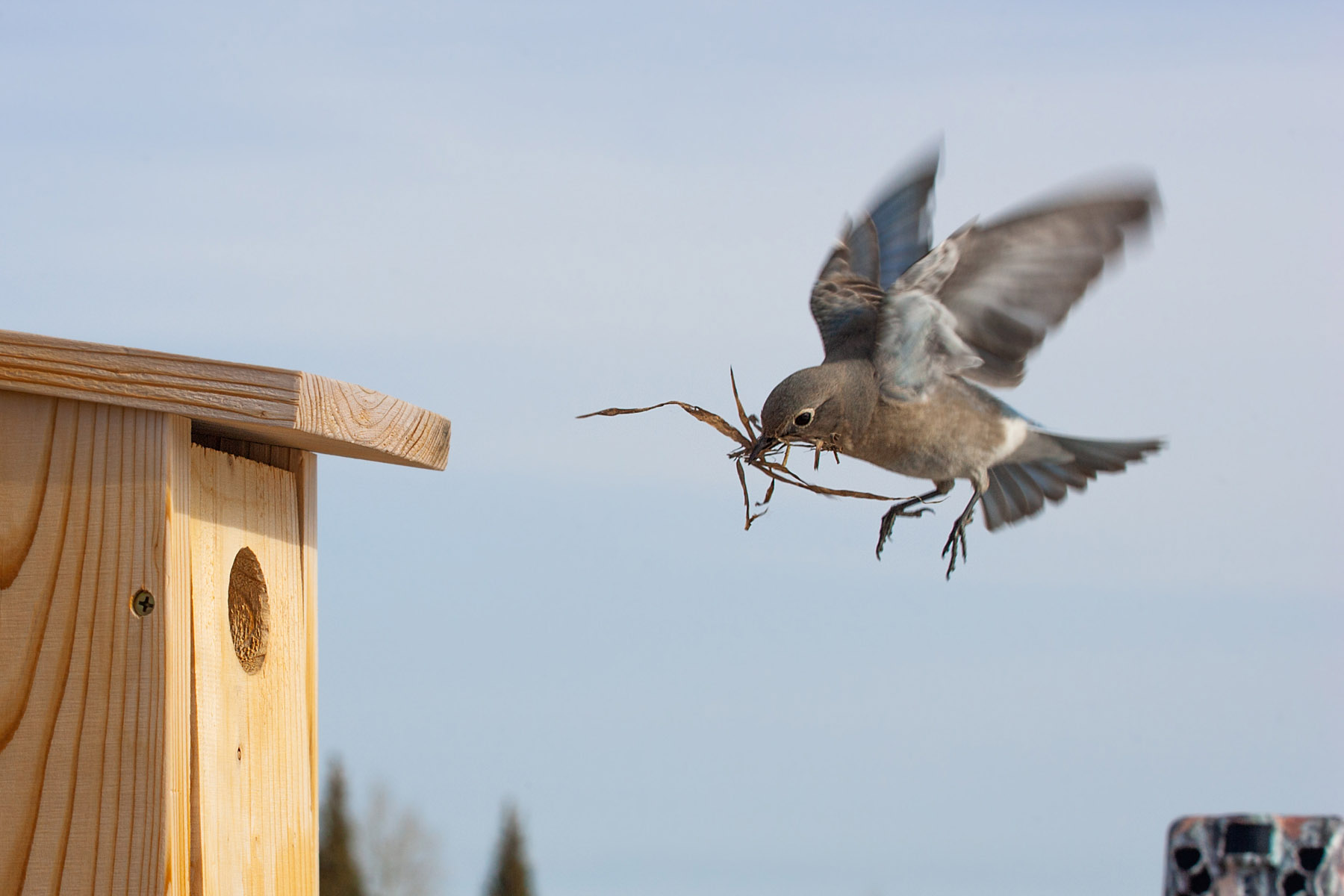 Female bluebird building the nest, April 2022.  Click for next photo.