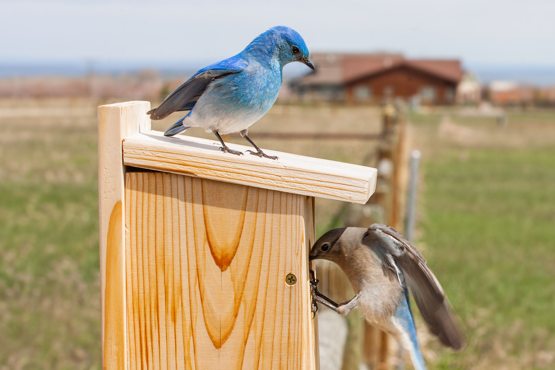Bluebirds nesting.  Click for next photo.