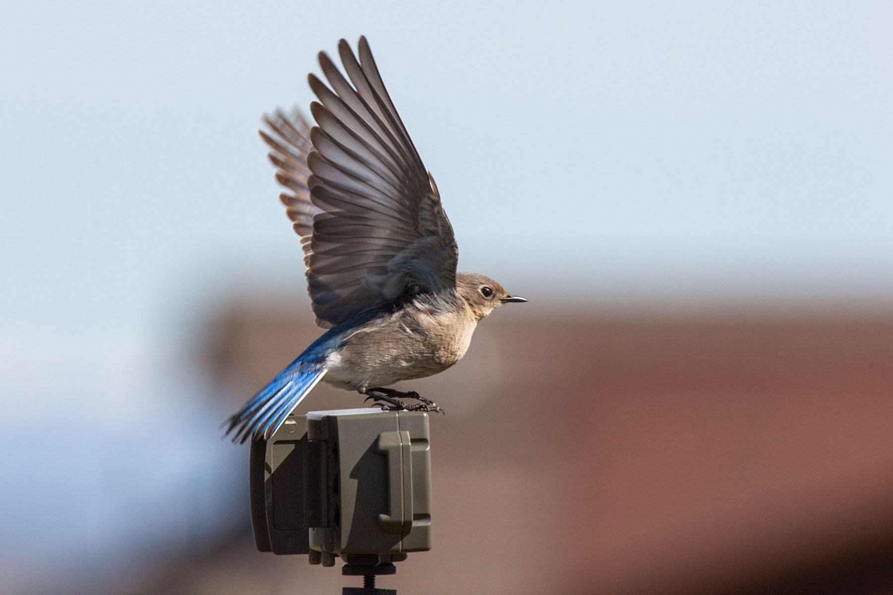 Bluebird on the Camtraptions motion sensor that is used to trigger the DSLRs.  Click for next photo.