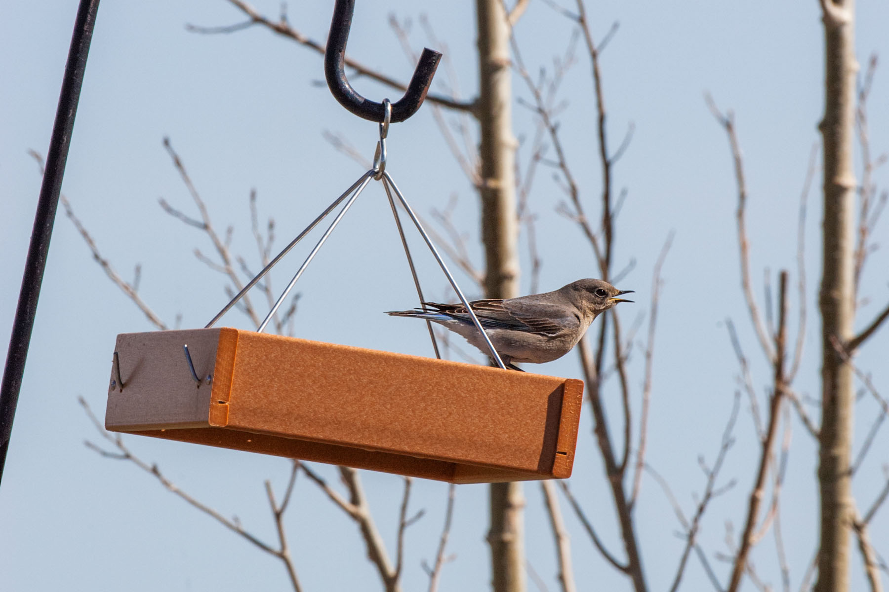 Bluebird on platform feeder.  Click for next photo.