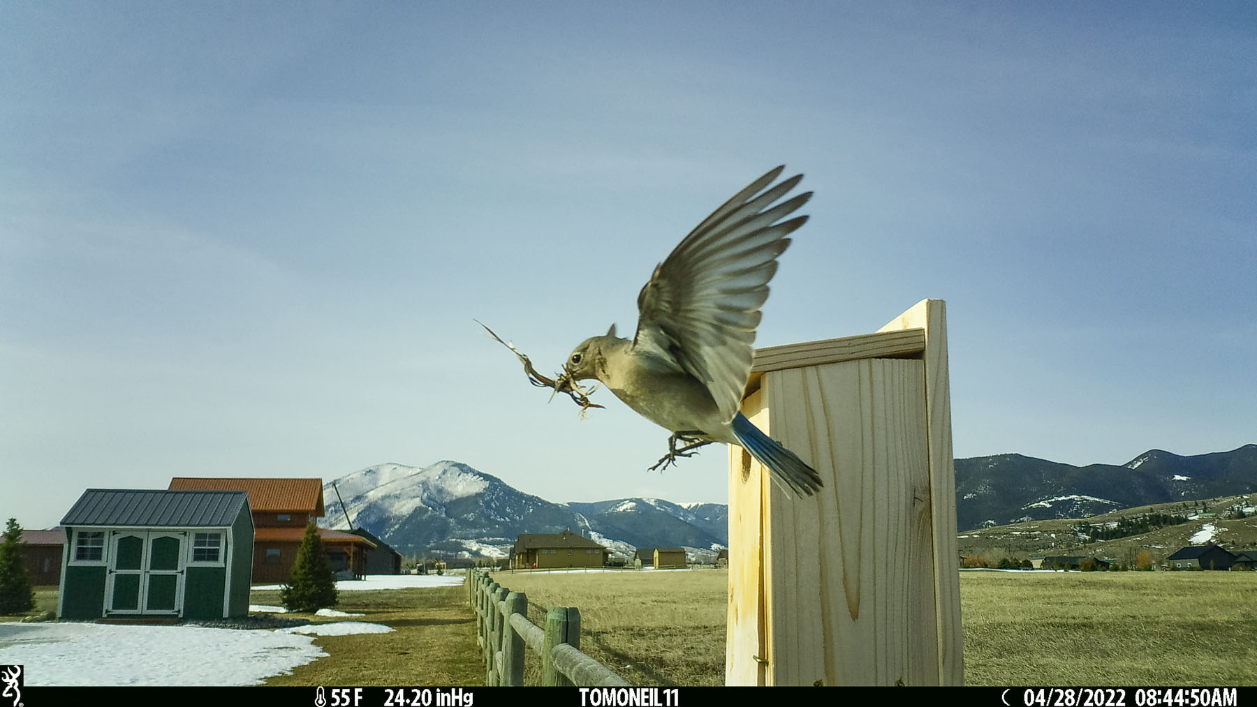 Bluebird building a nest.  Click for next photo.