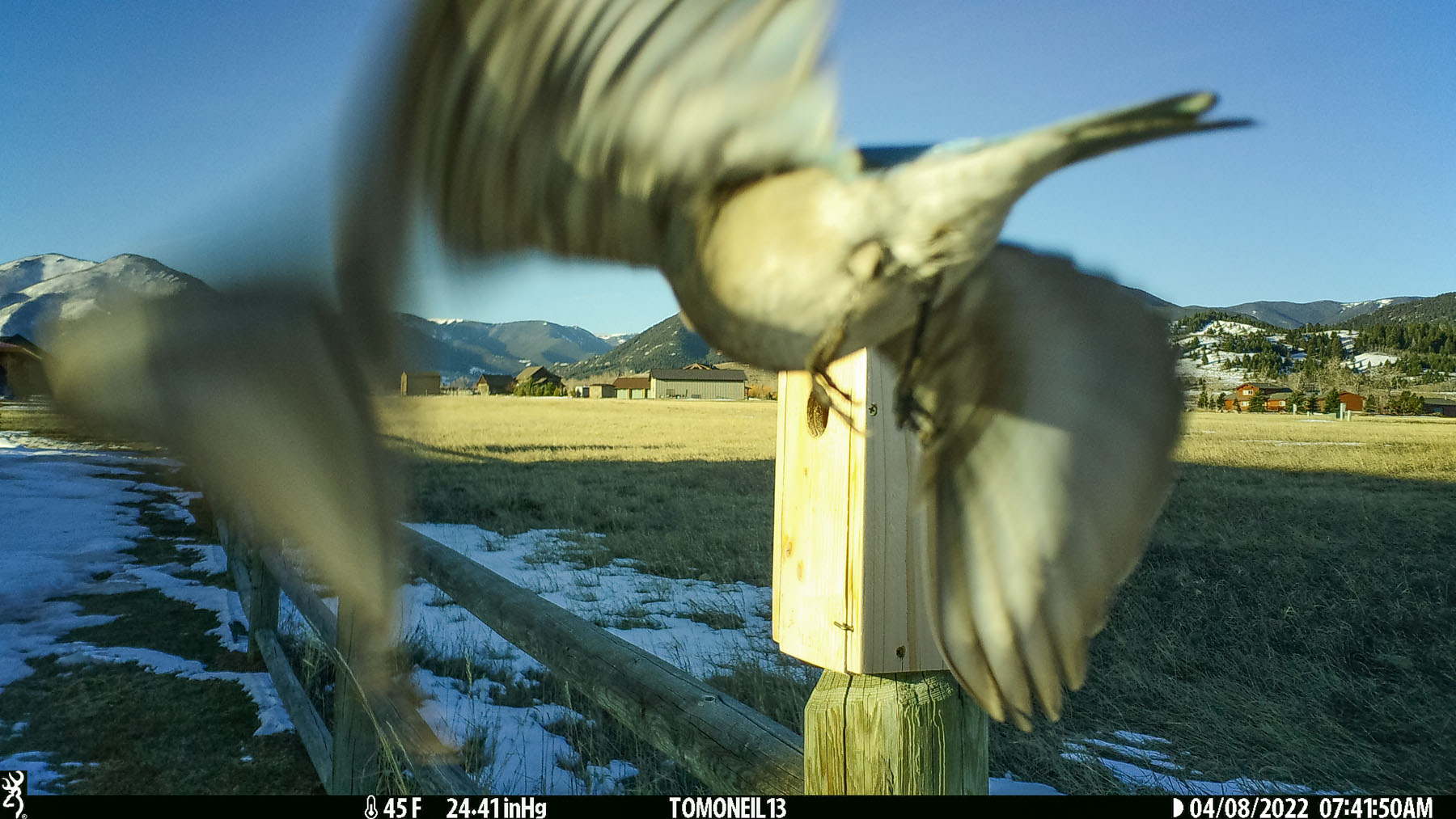 Bluebird inbound.  Click for next photo.