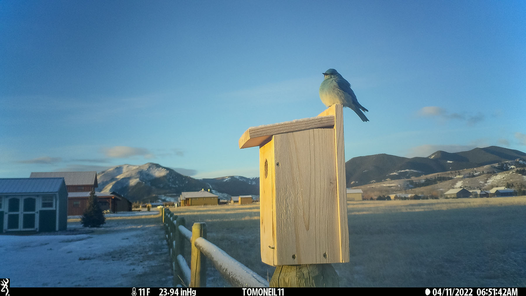 Bluebird on a cool morning.  Click for next photo.