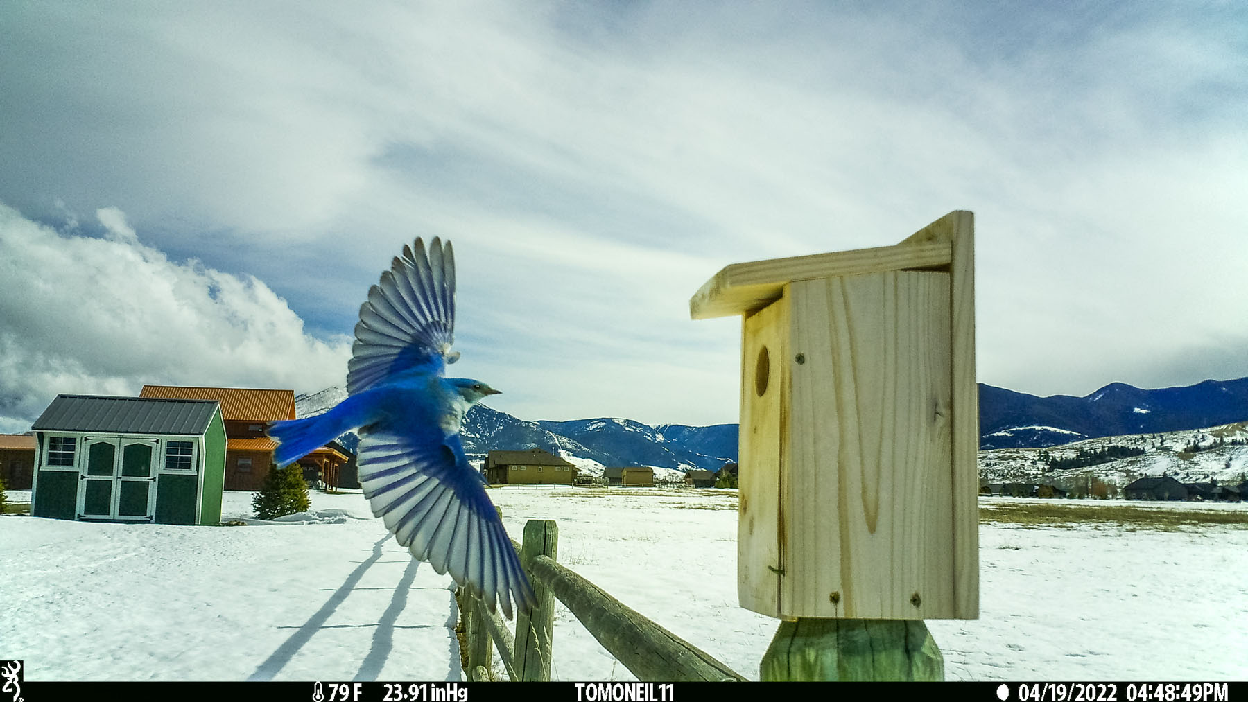 Bluebird on trailcam.  Click for next photo.