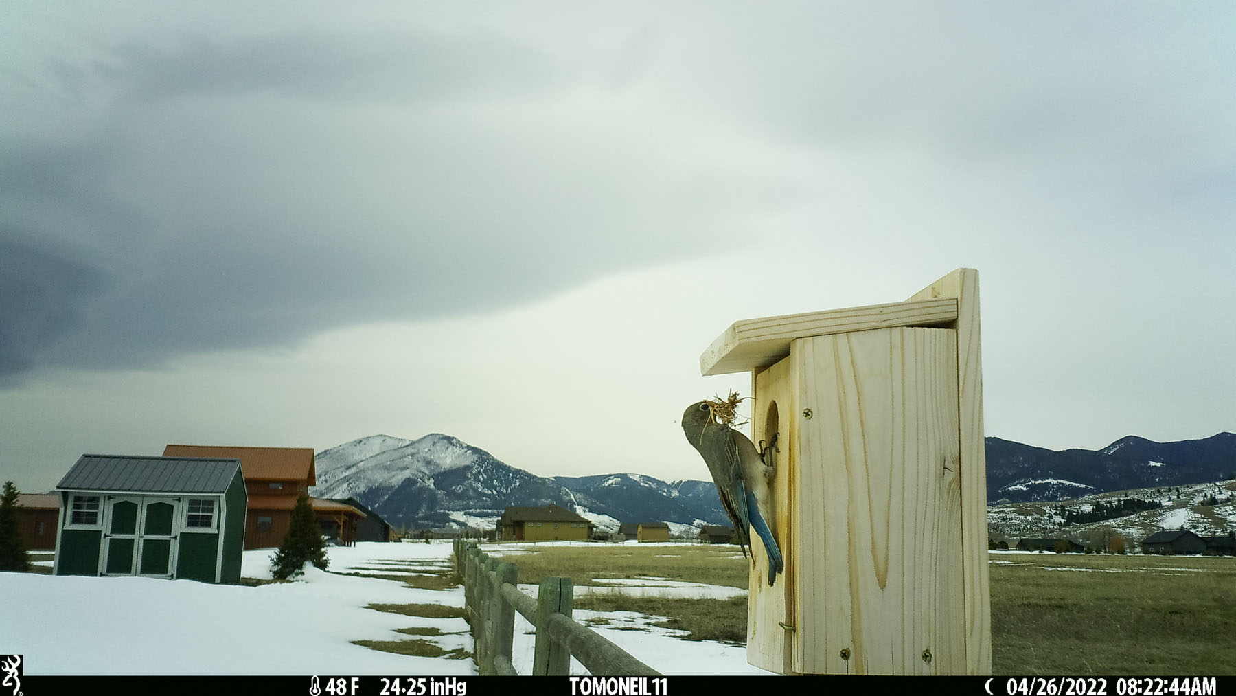 Bluebird on trailcam, definitely building a nest in the box.  Click for next photo.
