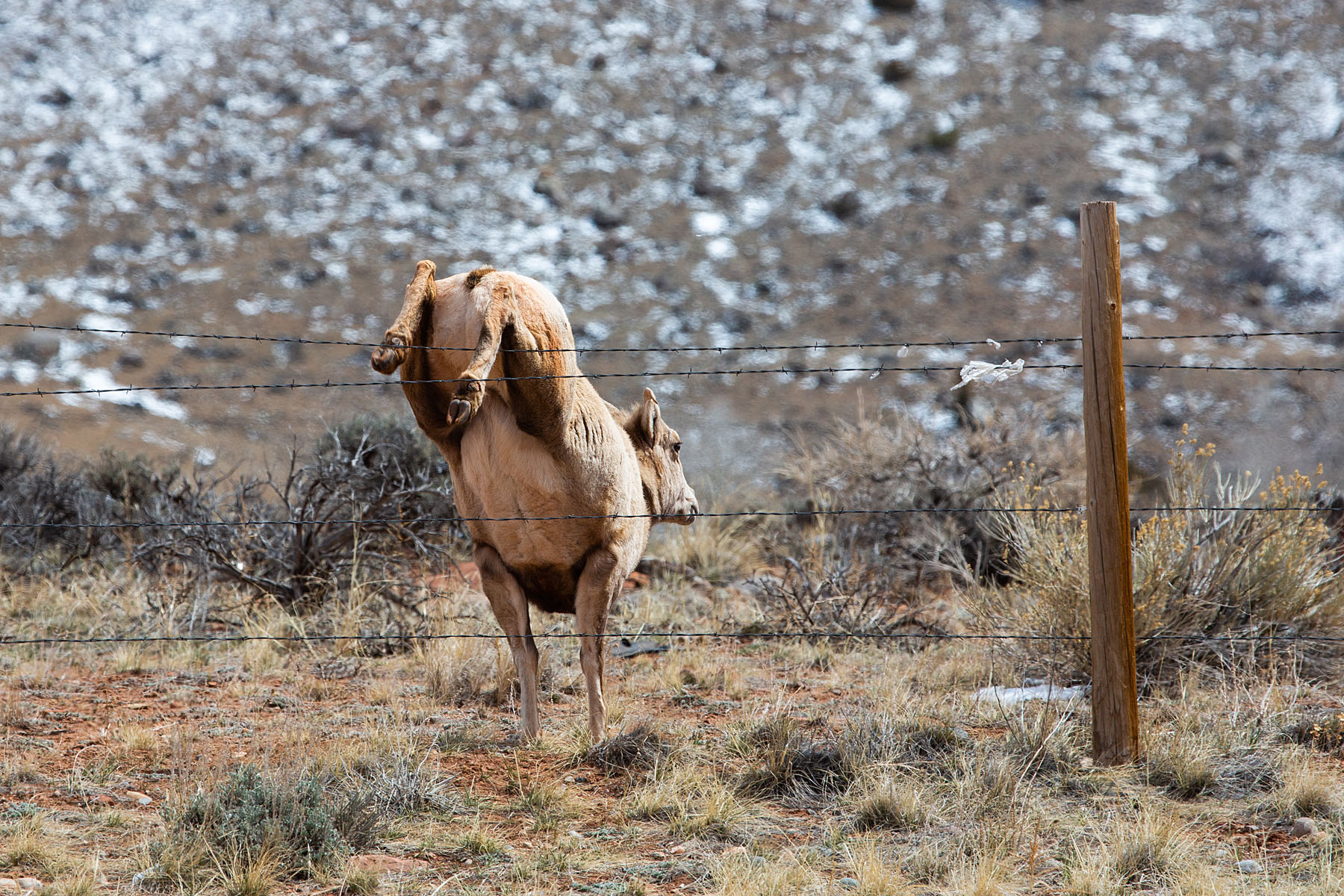 Bighorn ewe catches its heels on the fence but managed to land safely, near Dubois, Wyoming.  Click for next photo.
