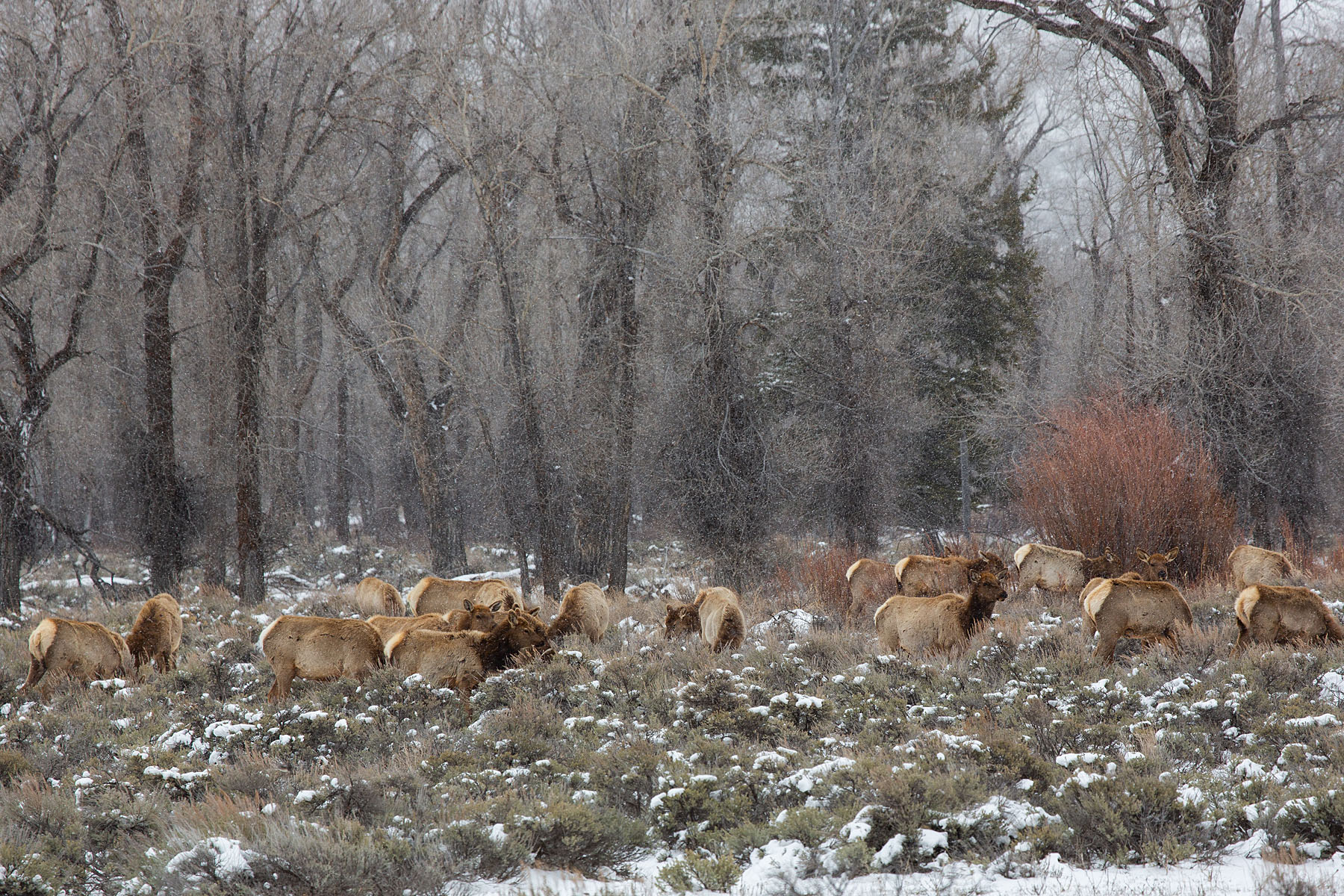 Elk in the National Elk Refuge near Jackson, Wyoming.  Click for next photo.