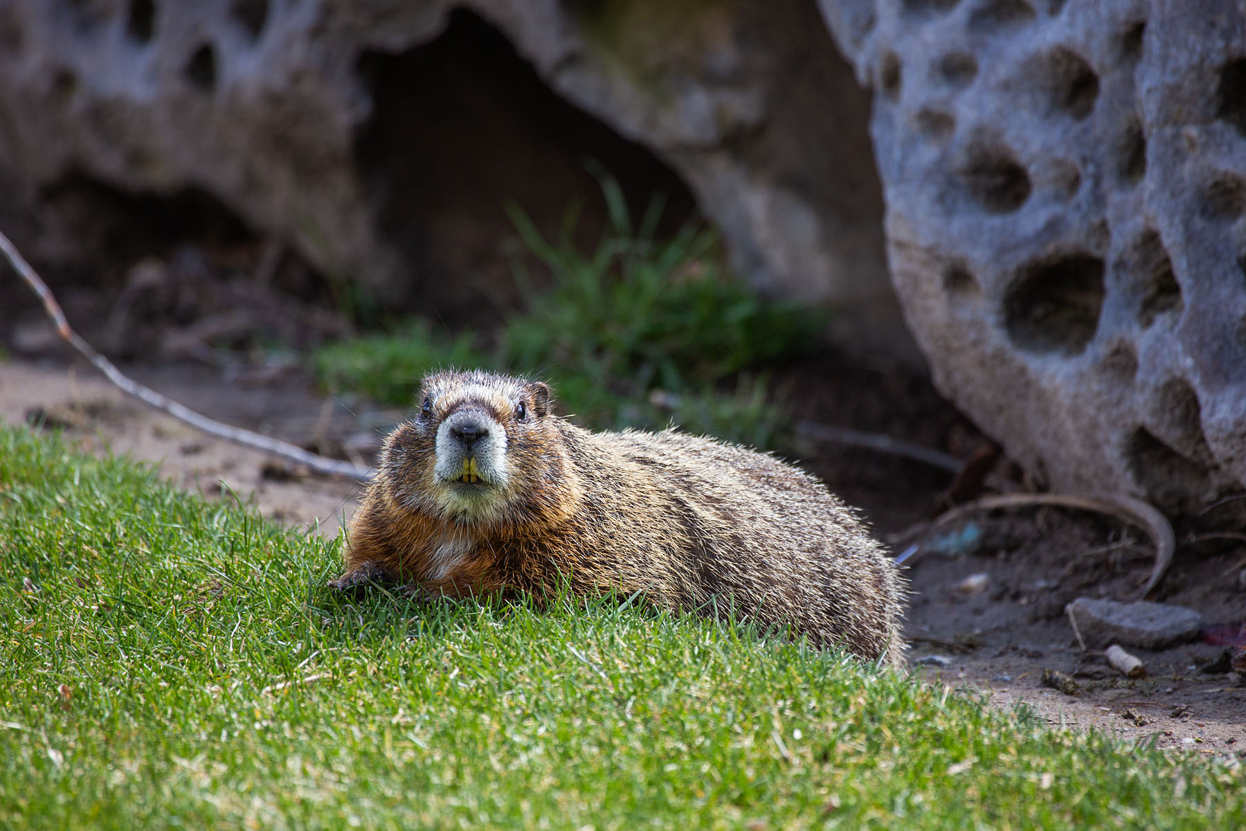 Yellow-bellied marmot, Shoshone Falls, Idaho.  Click for next photo.