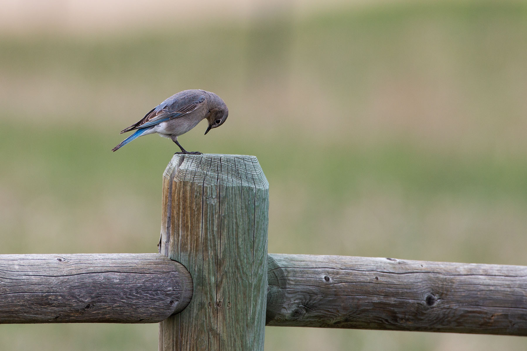 Female bluebird.  Click for next photo.
