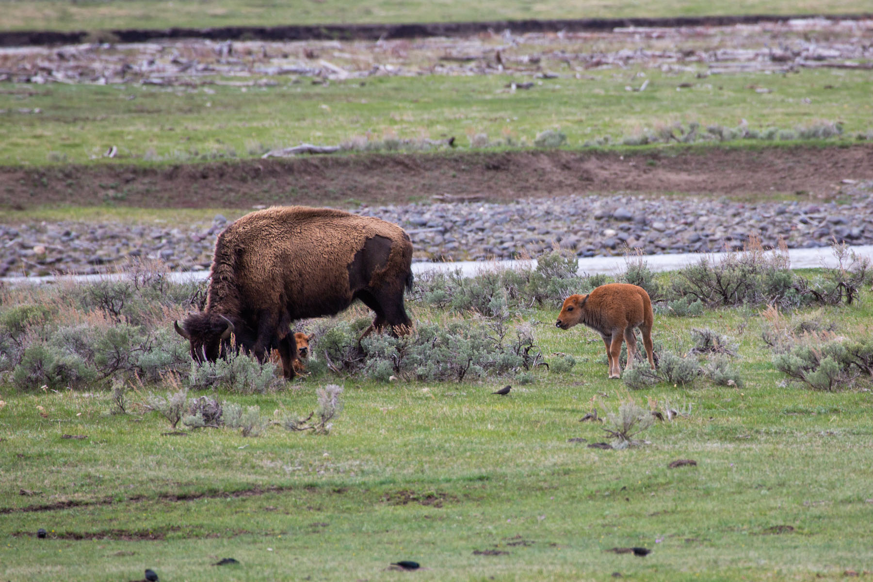 Bison calf, Yellowstone.  Click for next photo.