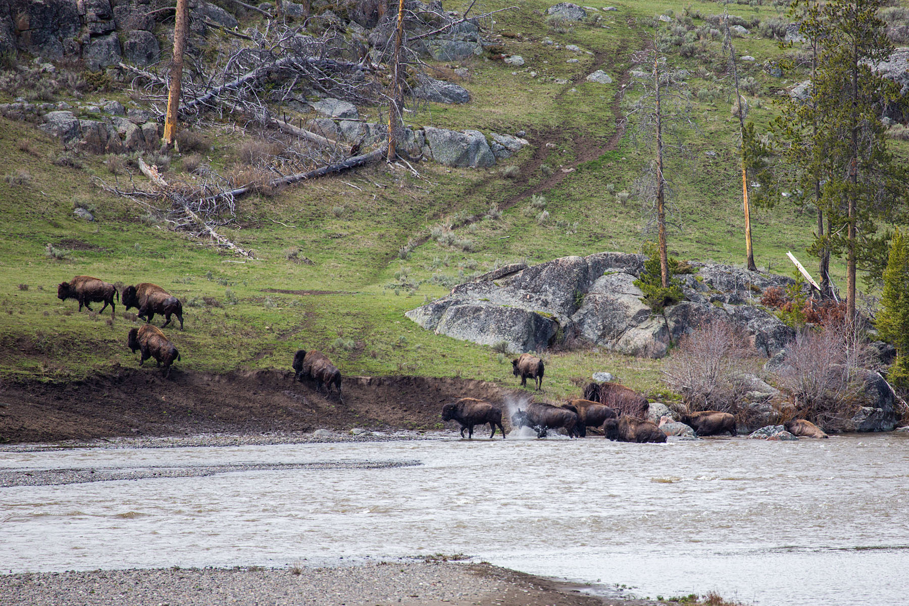 Bison cross the Lamar River, Yellowstone.  Click for next photo.