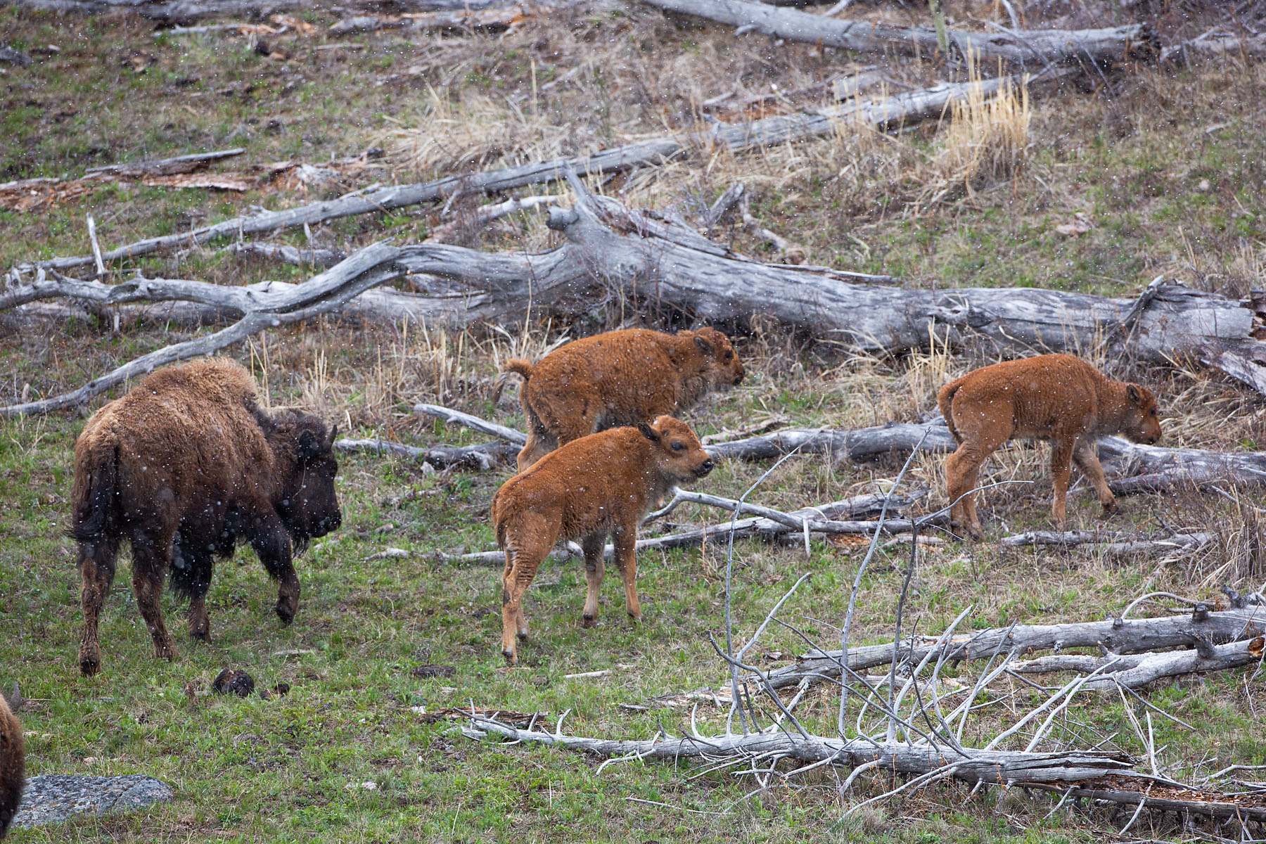Bison calves, Yellowstone.  Click for next photo.