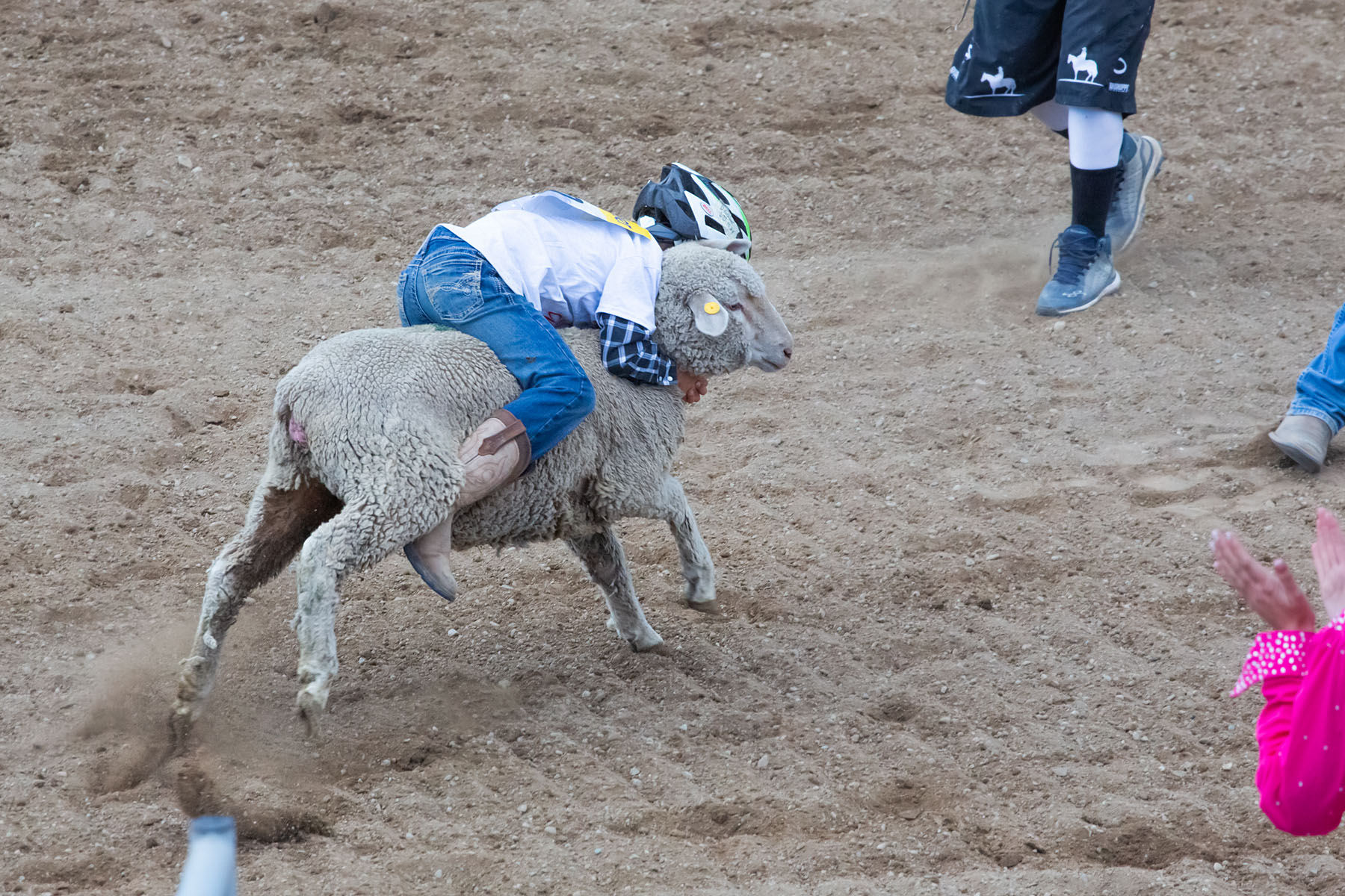 Mutton busting, Red Lodge 4th of July rodeo.  Click for next photo.