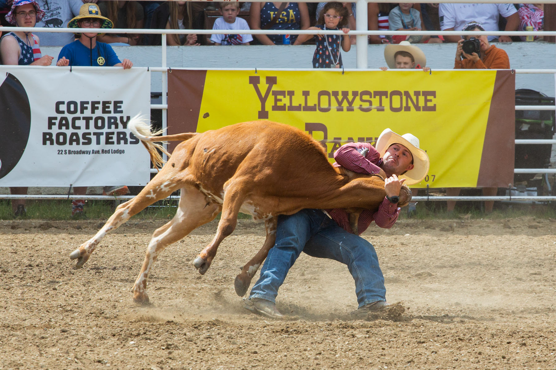 Steer wrestling, Red Lodge 4th of July rodeo.  Click for next photo.