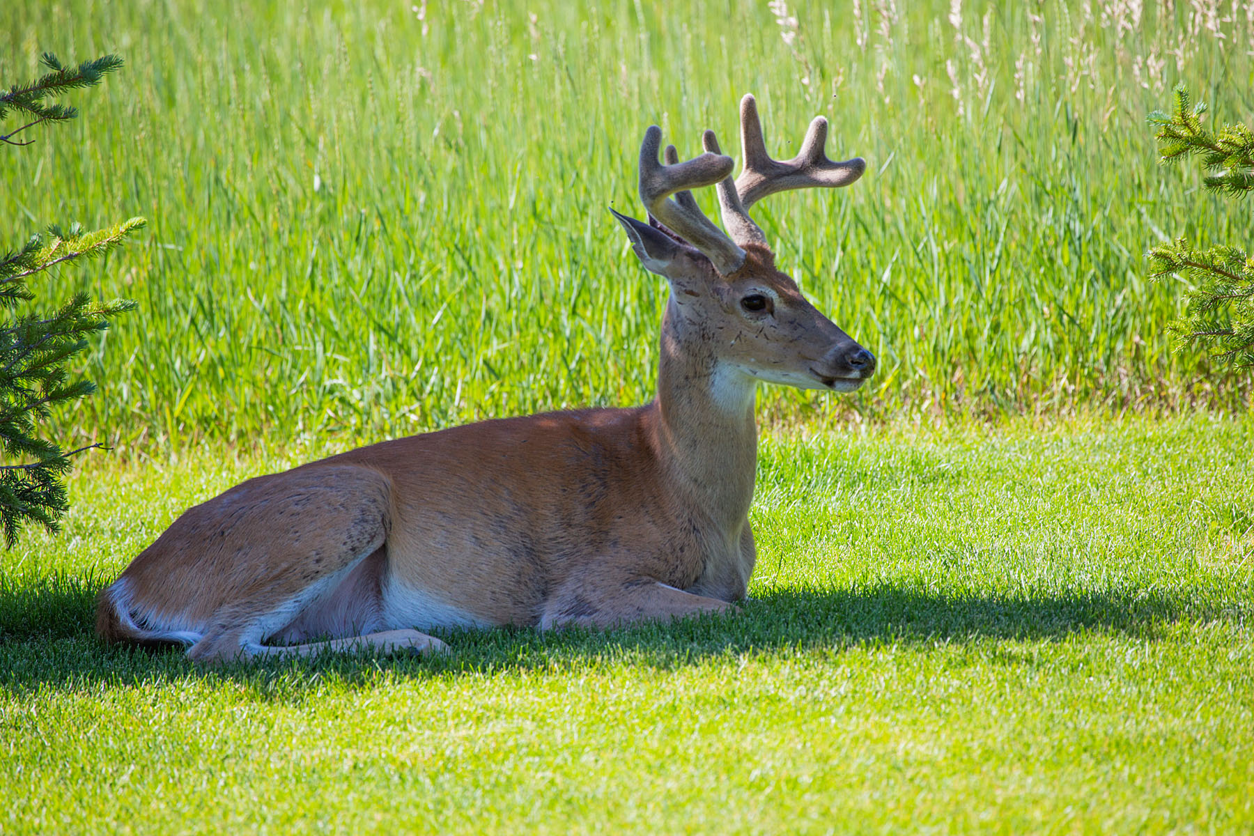 Deer in yard.  Click for next photo.