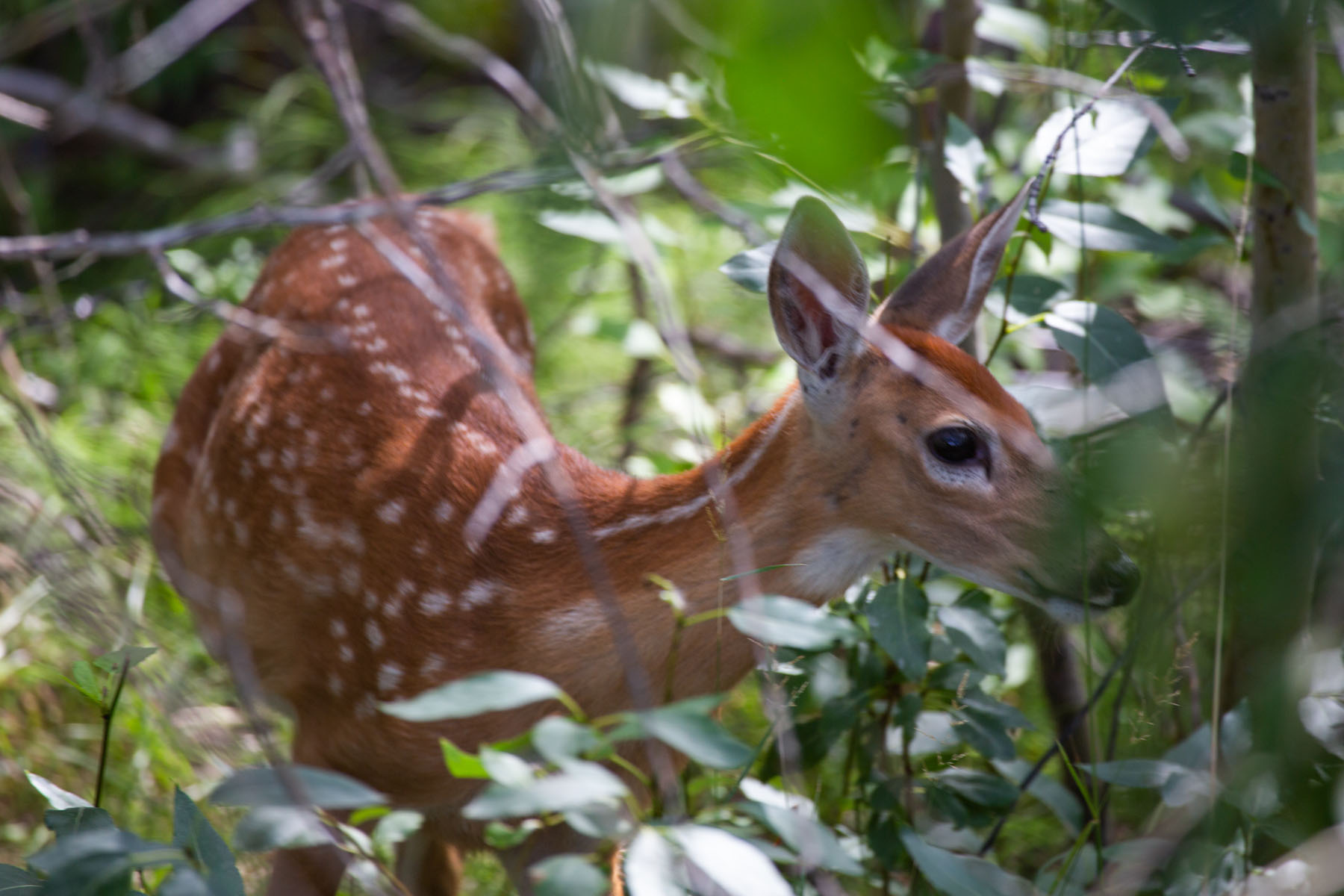 Fawn in deep brush next to the road.  Click for next photo.