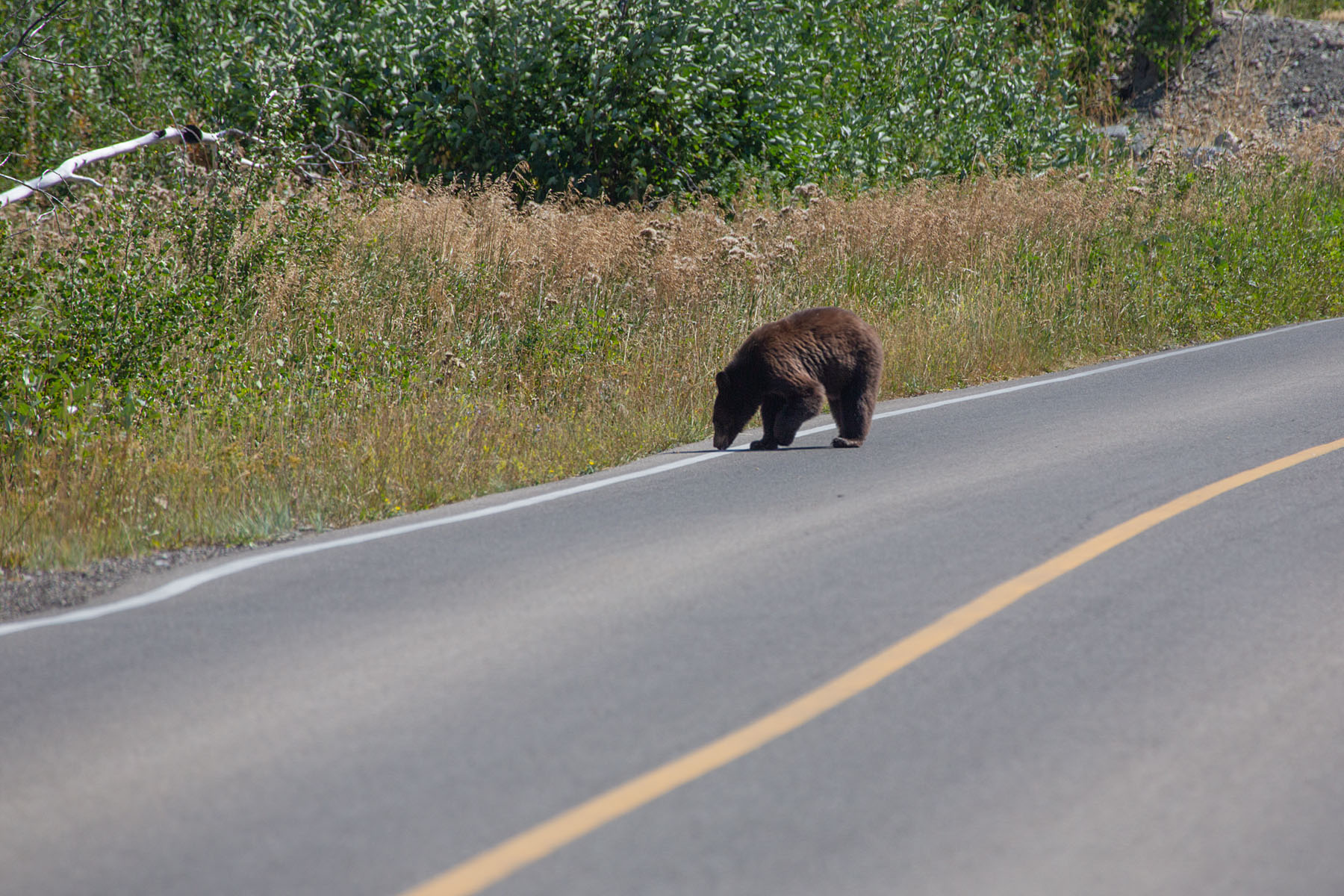 A brown-colored black bear, Waterton National Park, Canada.  Click for next photo.