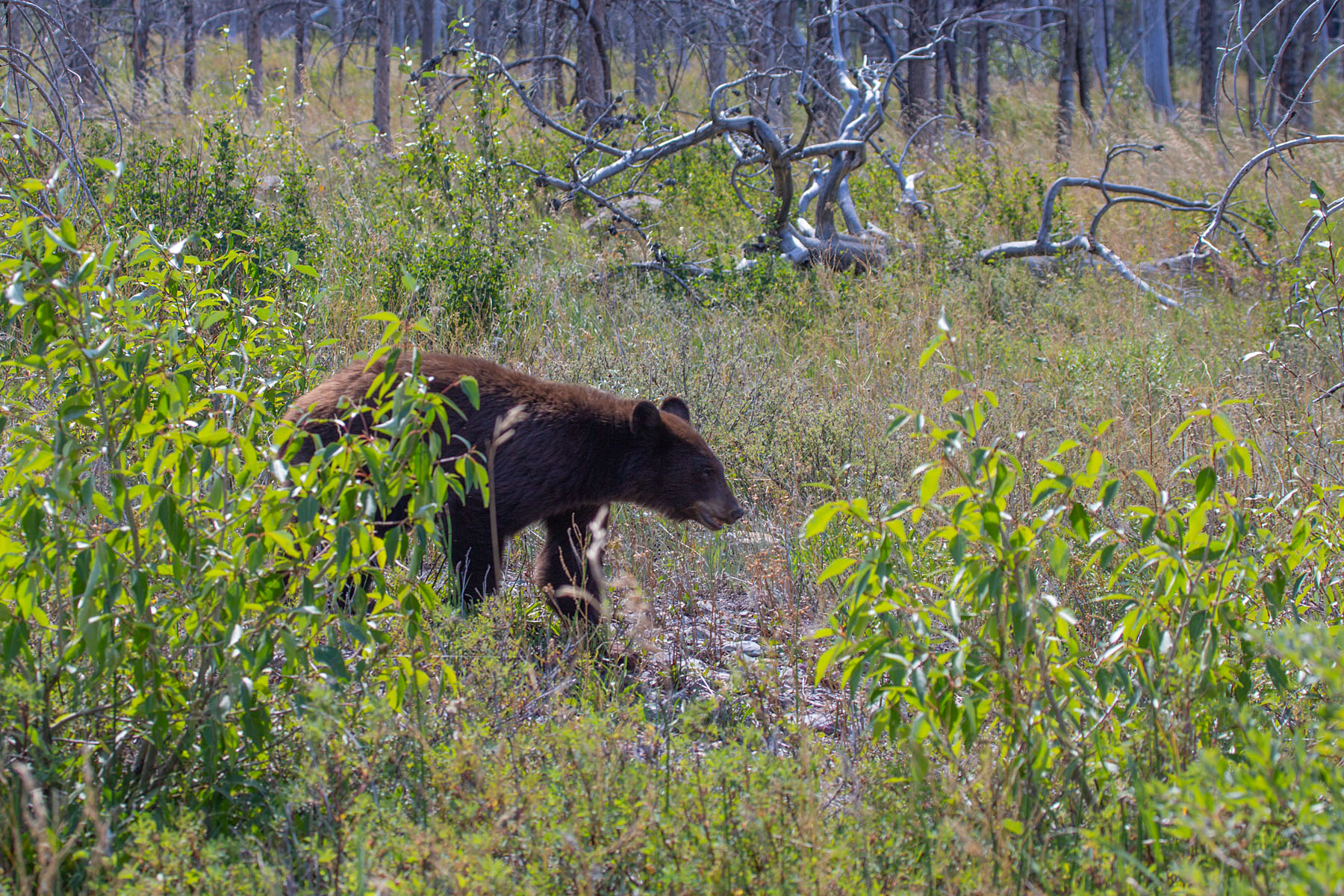 A brown-colored black bear, Waterton National Park, Canada.  Click for next photo.