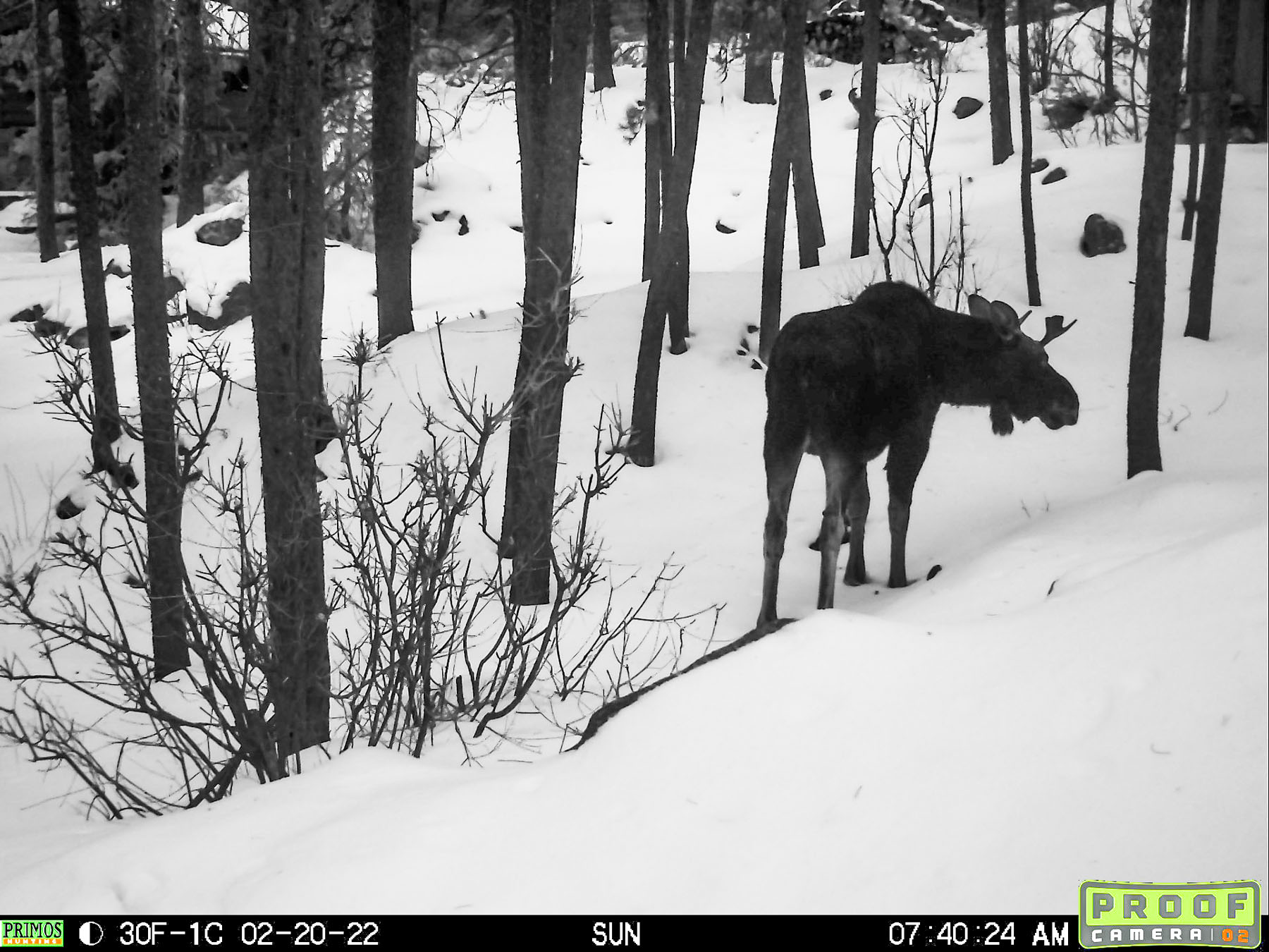 Moose on trailcam, Red Lodge, MT.  Click for next photo.